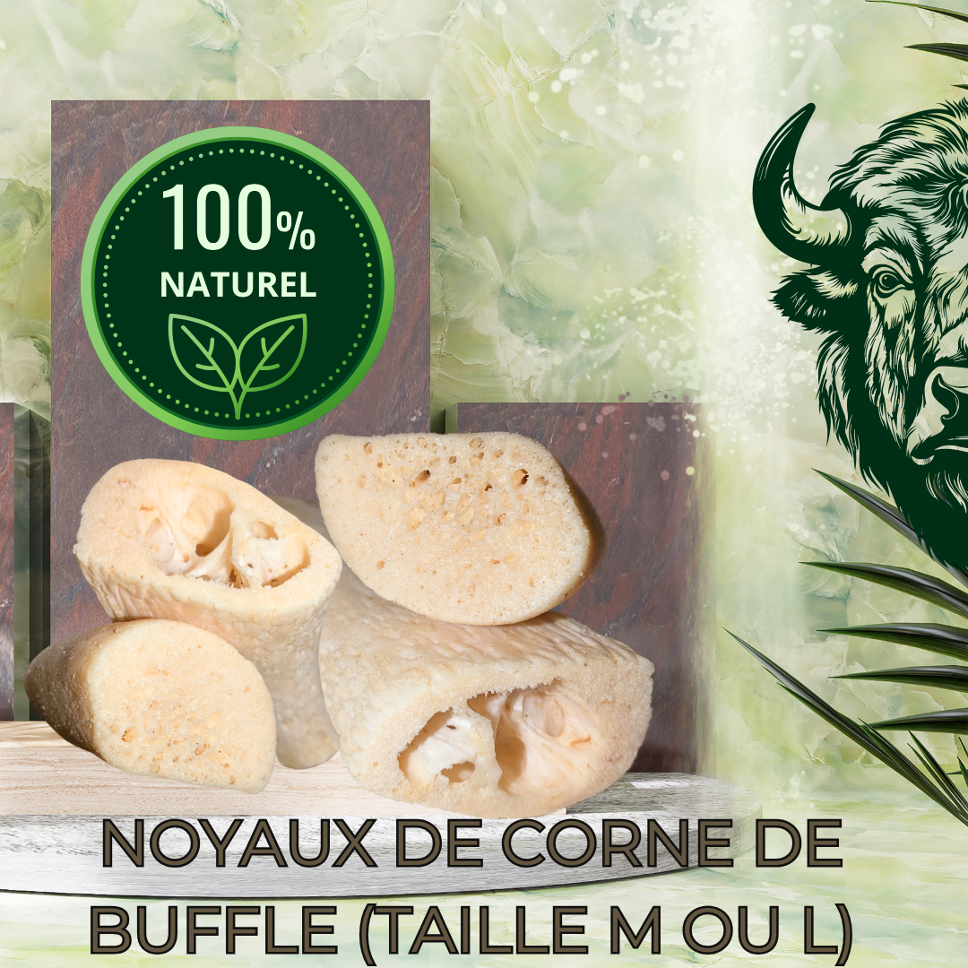 NOYAUX CORNE DE BUFFLE