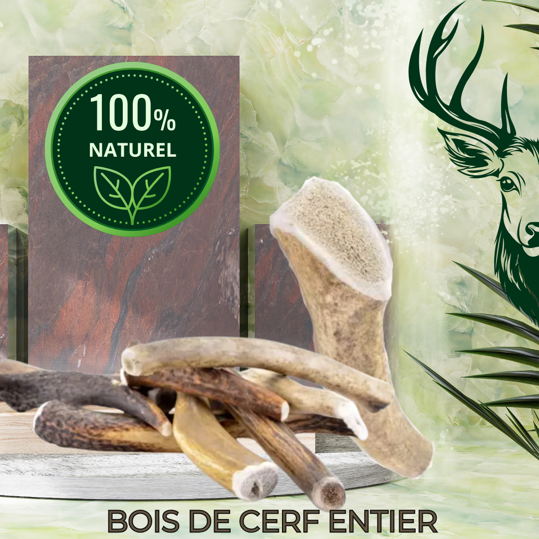 BOIS DE CERF