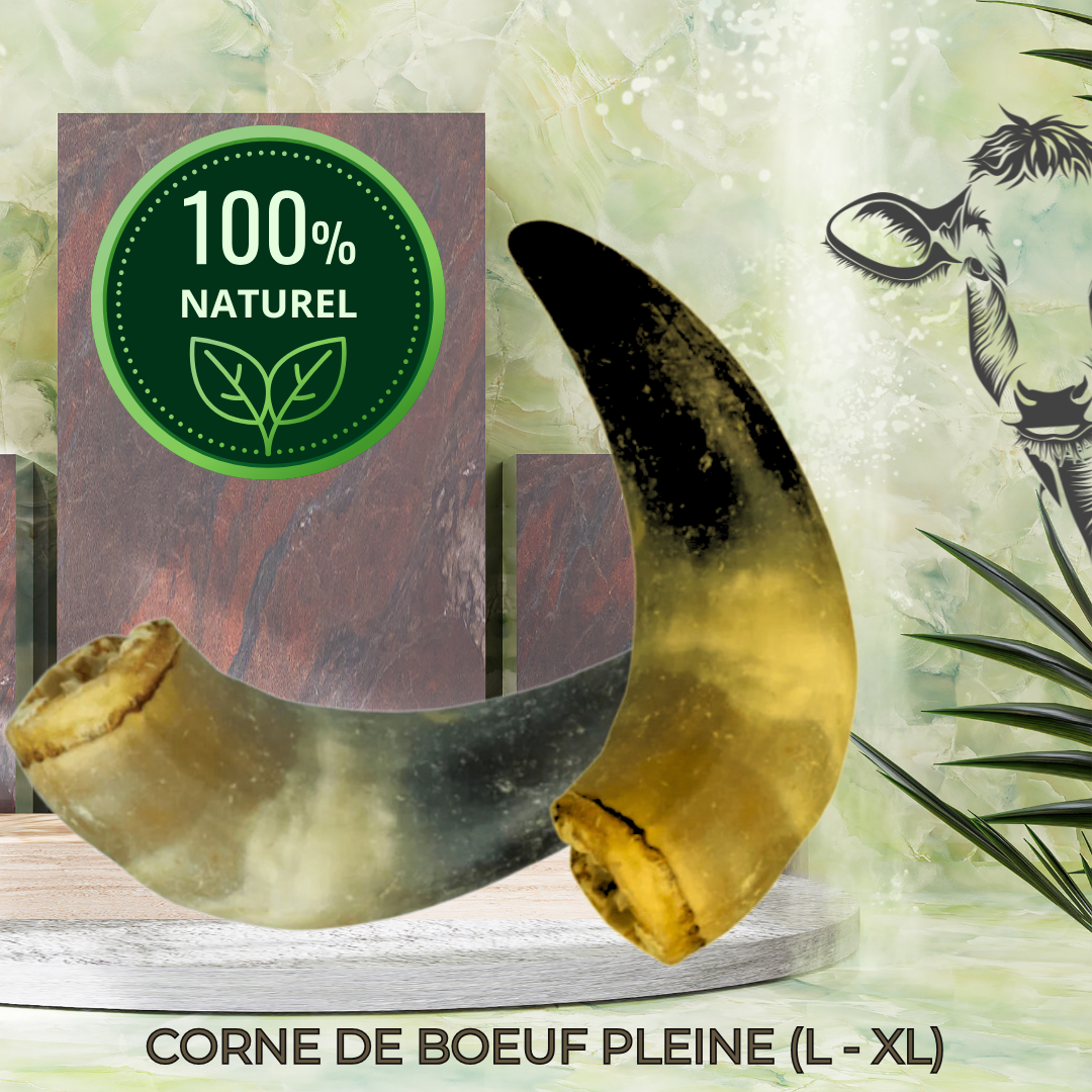 CORNE DE VACHE