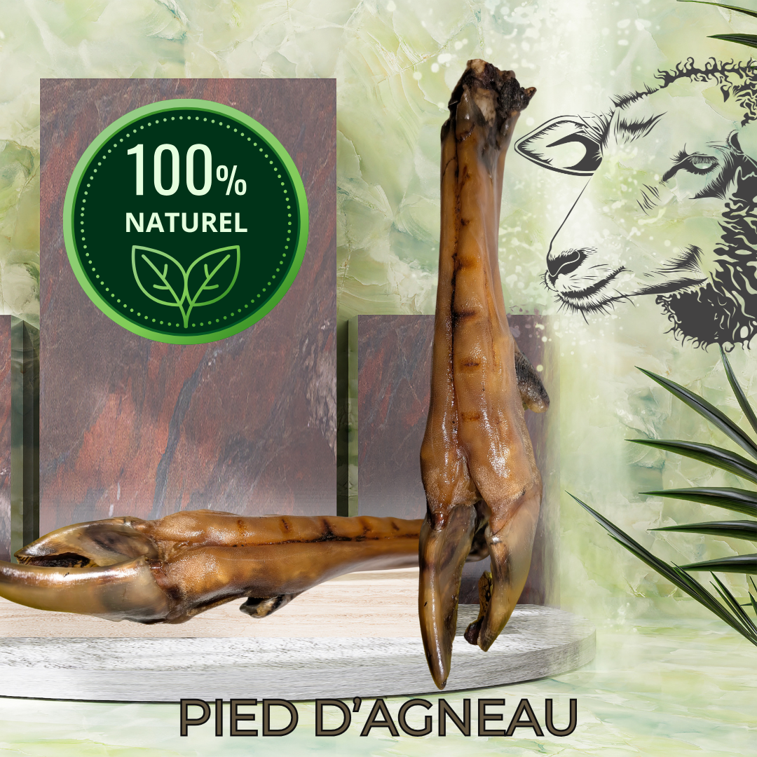 PIED D AGNEAU