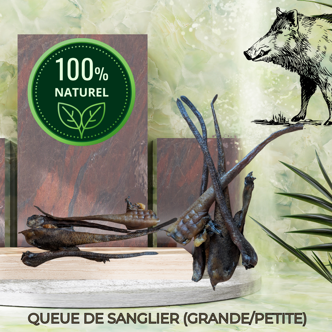 QUEUE DE SANGLIER