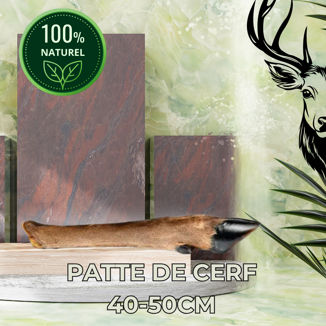 Patte de cerf 40-50cm