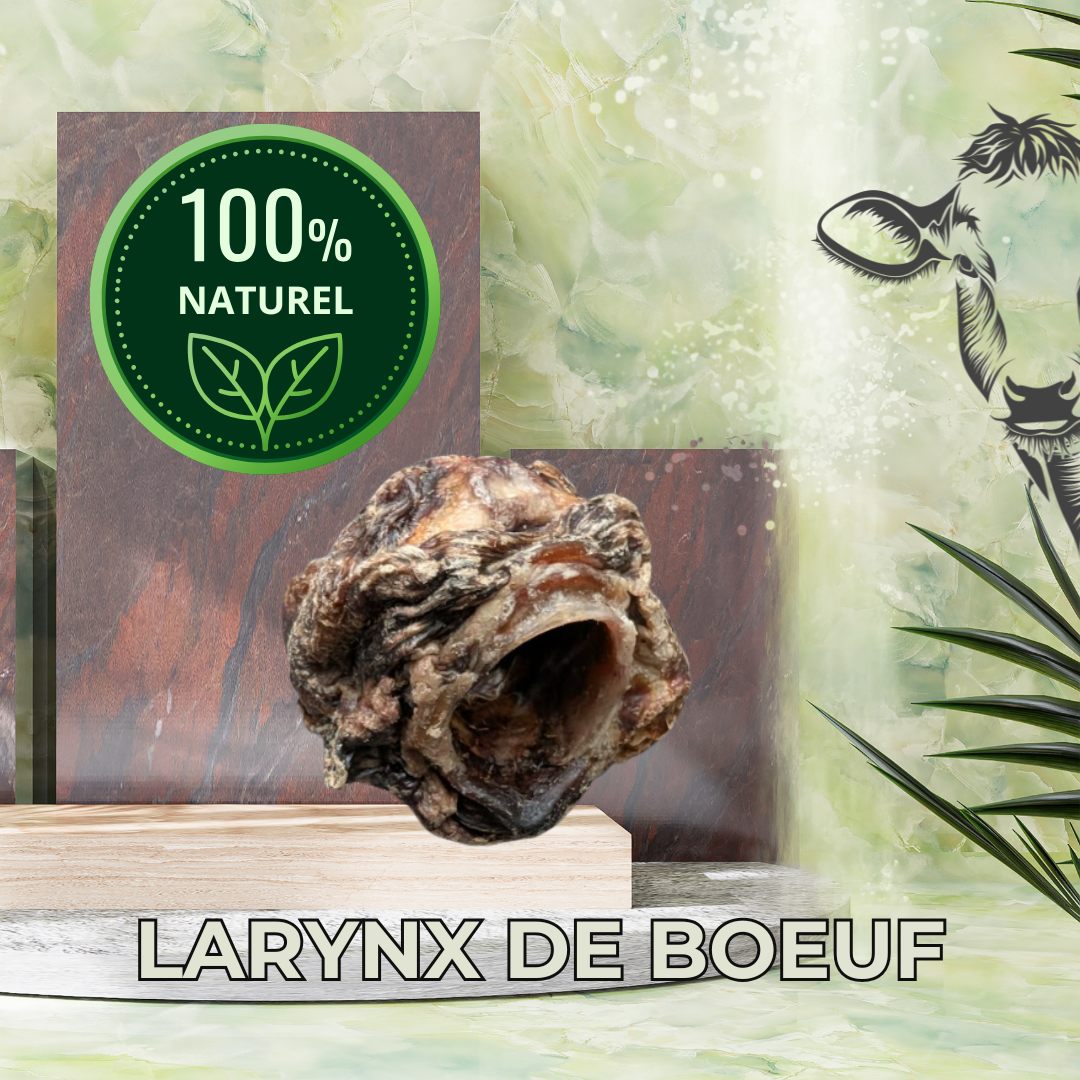 Larynx de bœuf
