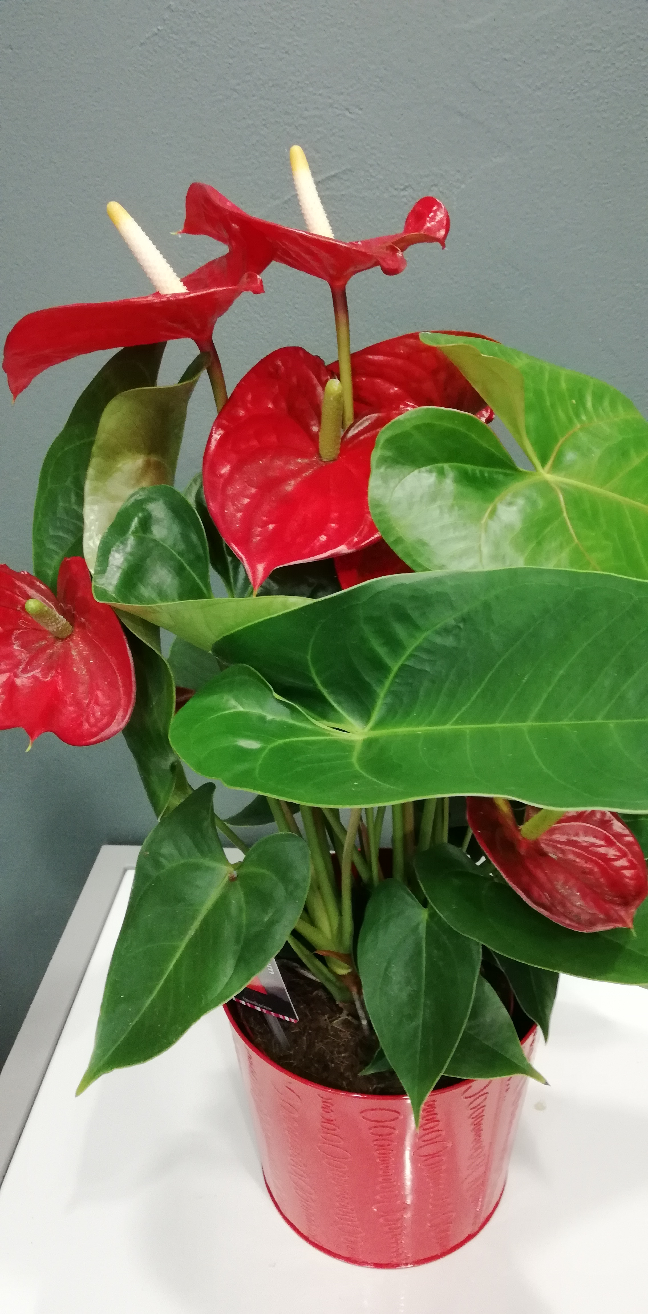 Anthurium et son cache pot