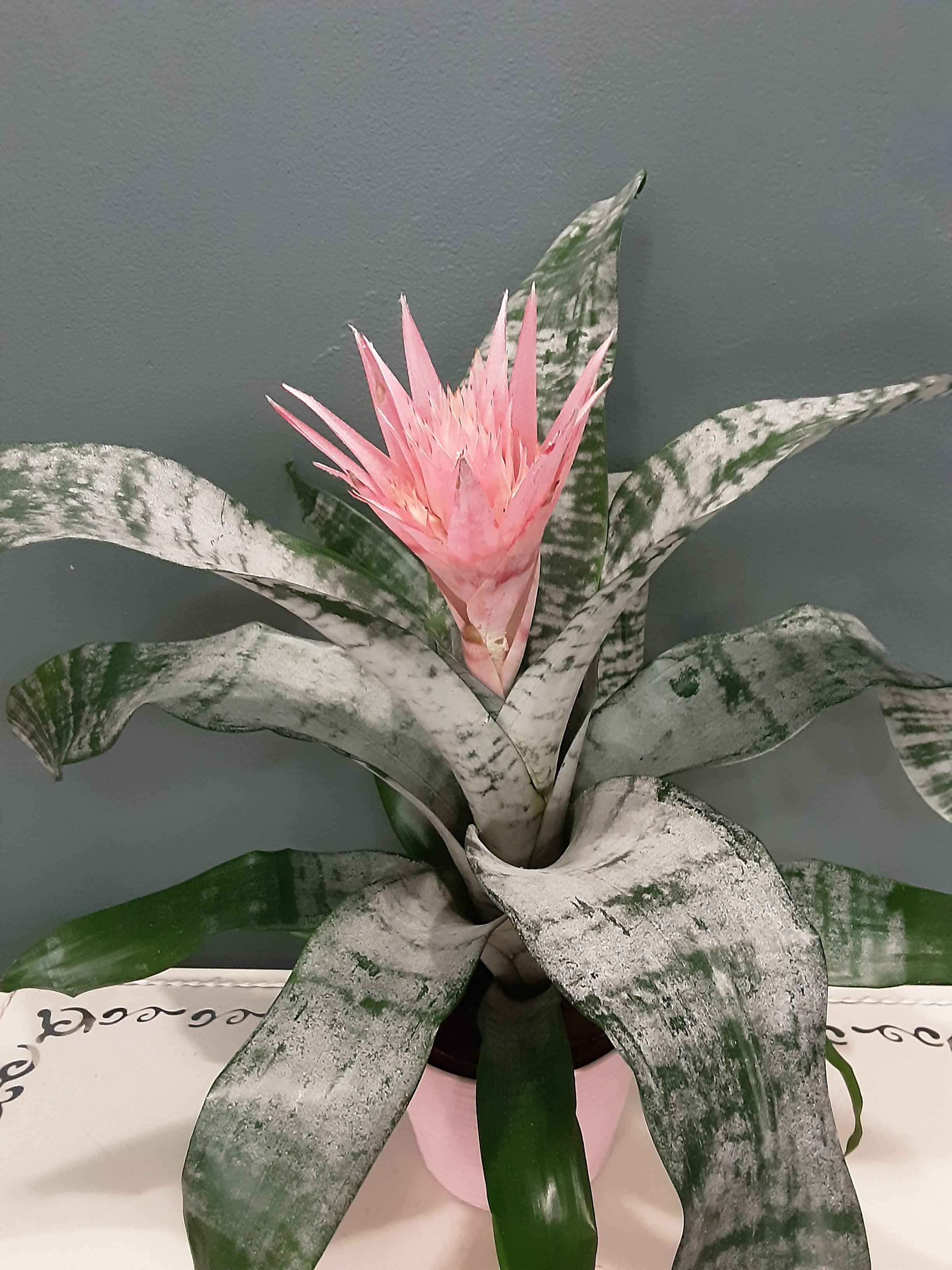 Billbergia et son cache pot