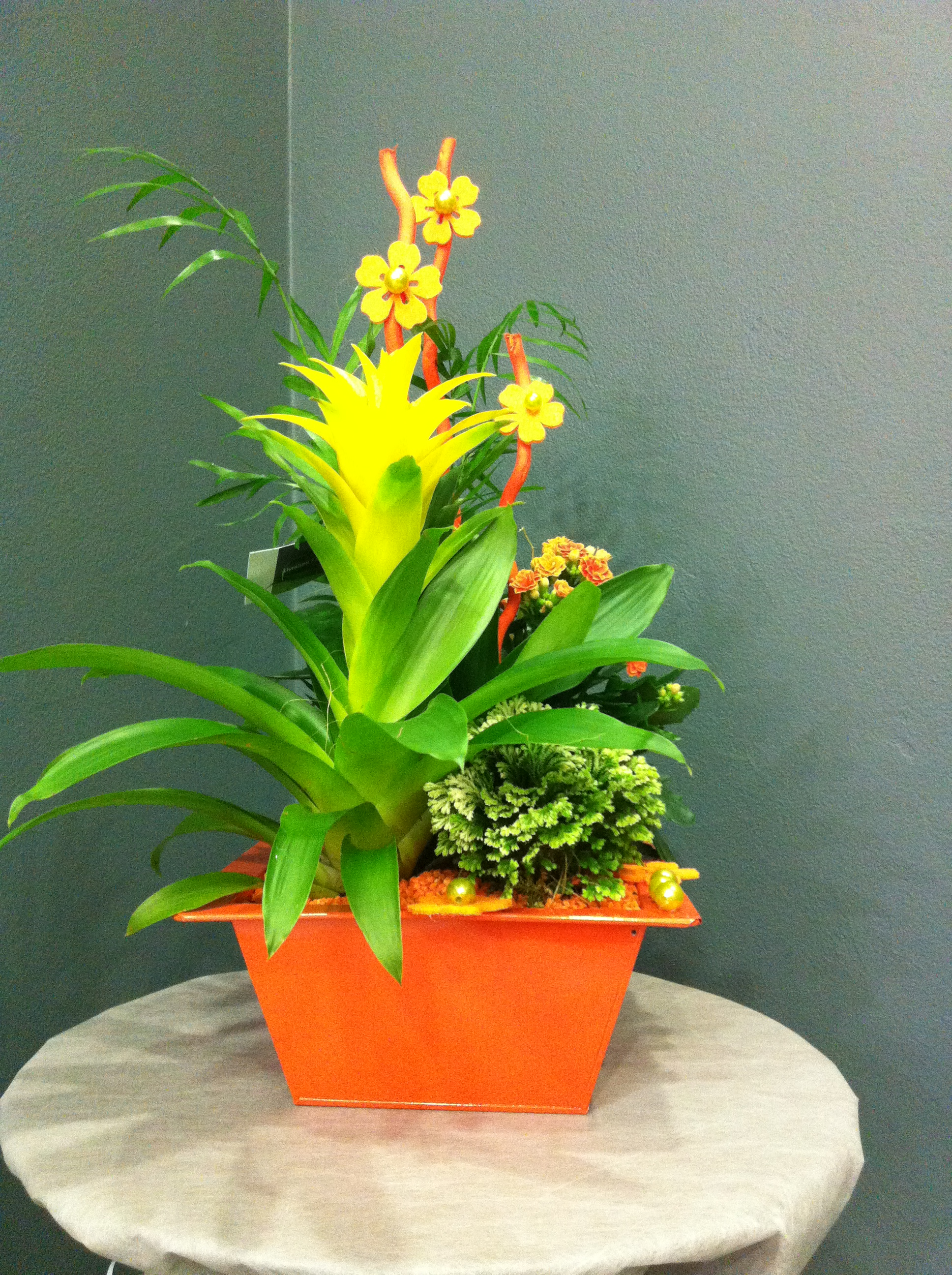 Composition de plantes