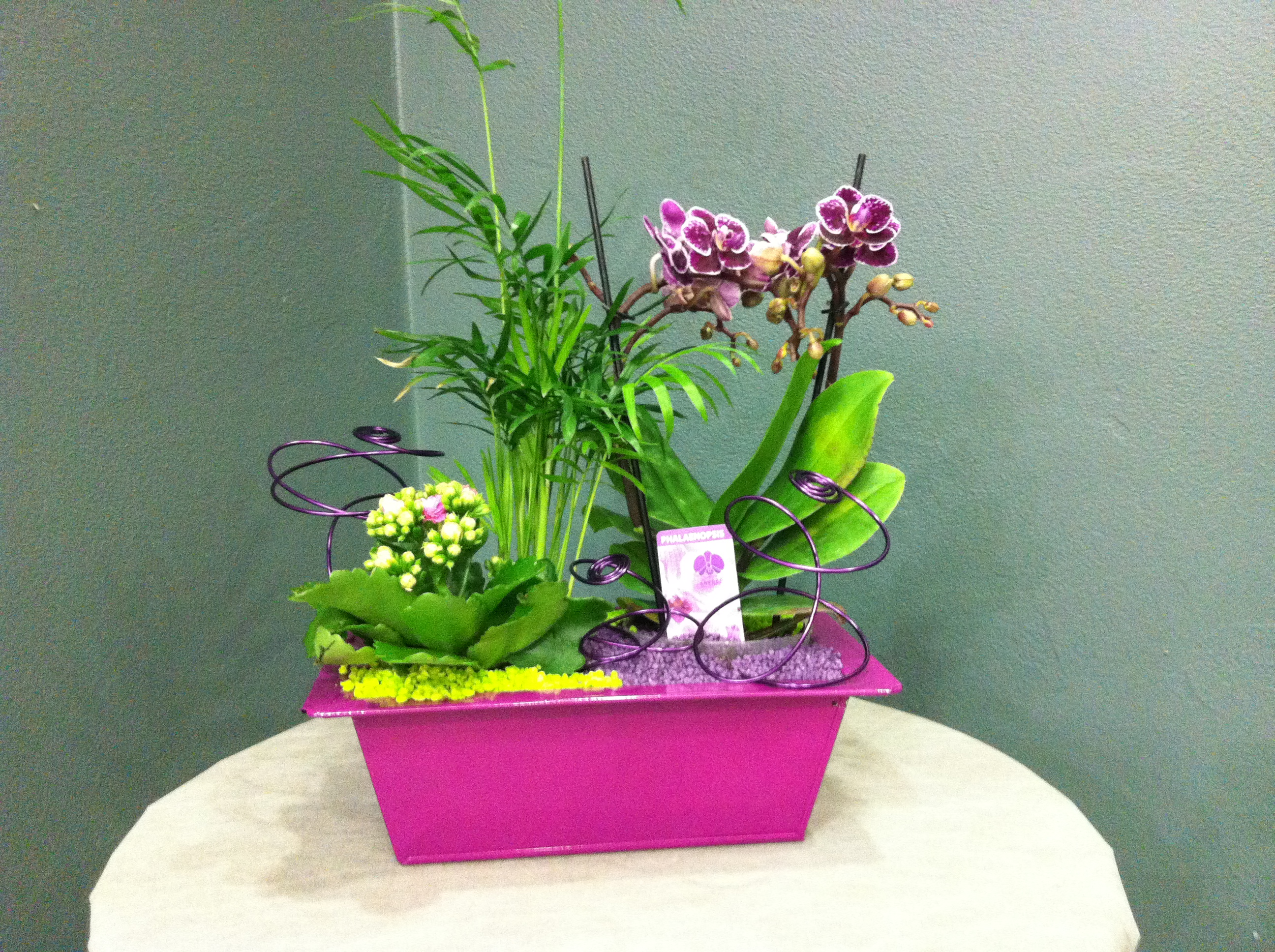 Composition de plantes avec orchidée fuschia