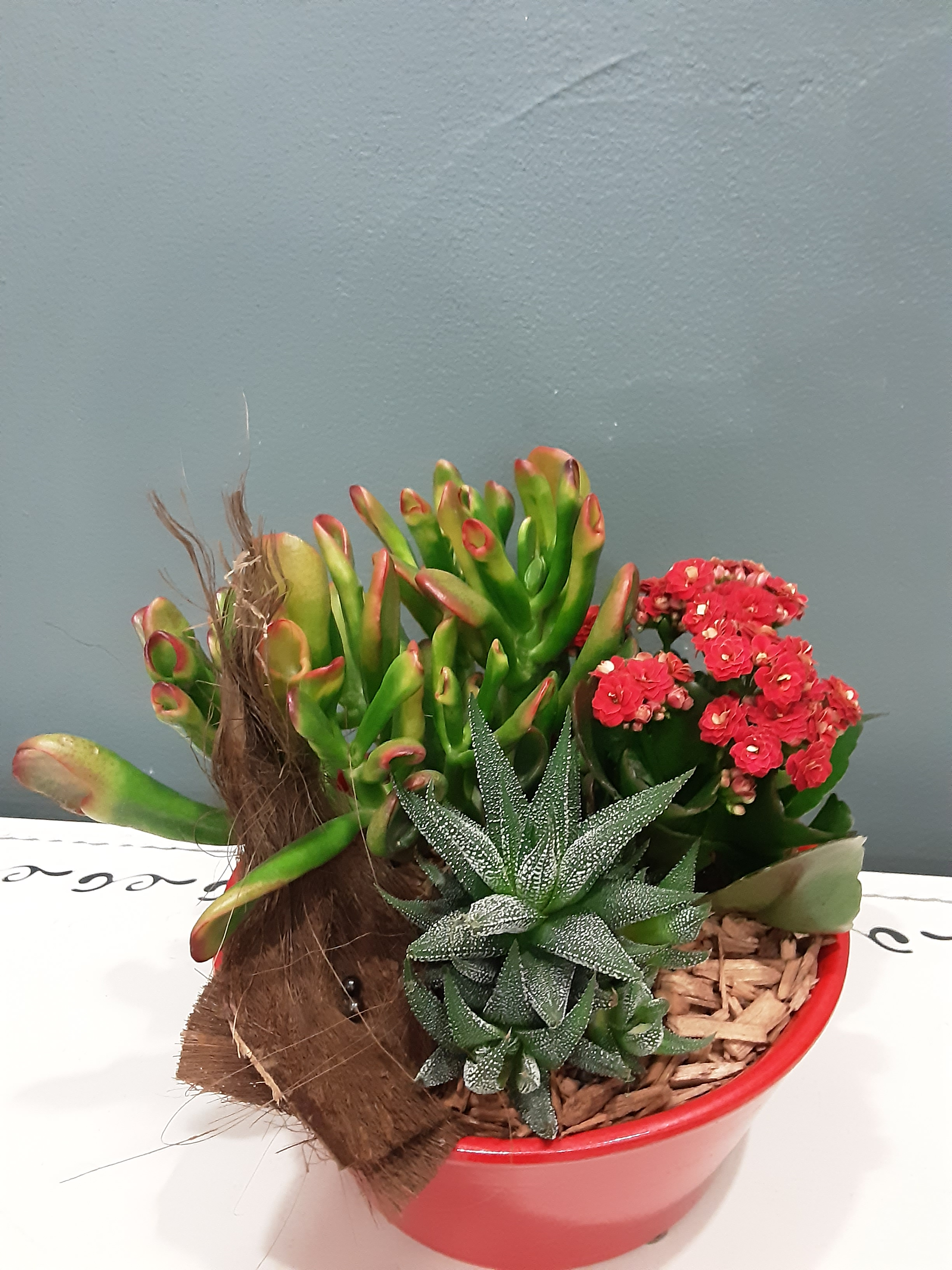 Composition plantes intérieure rouges