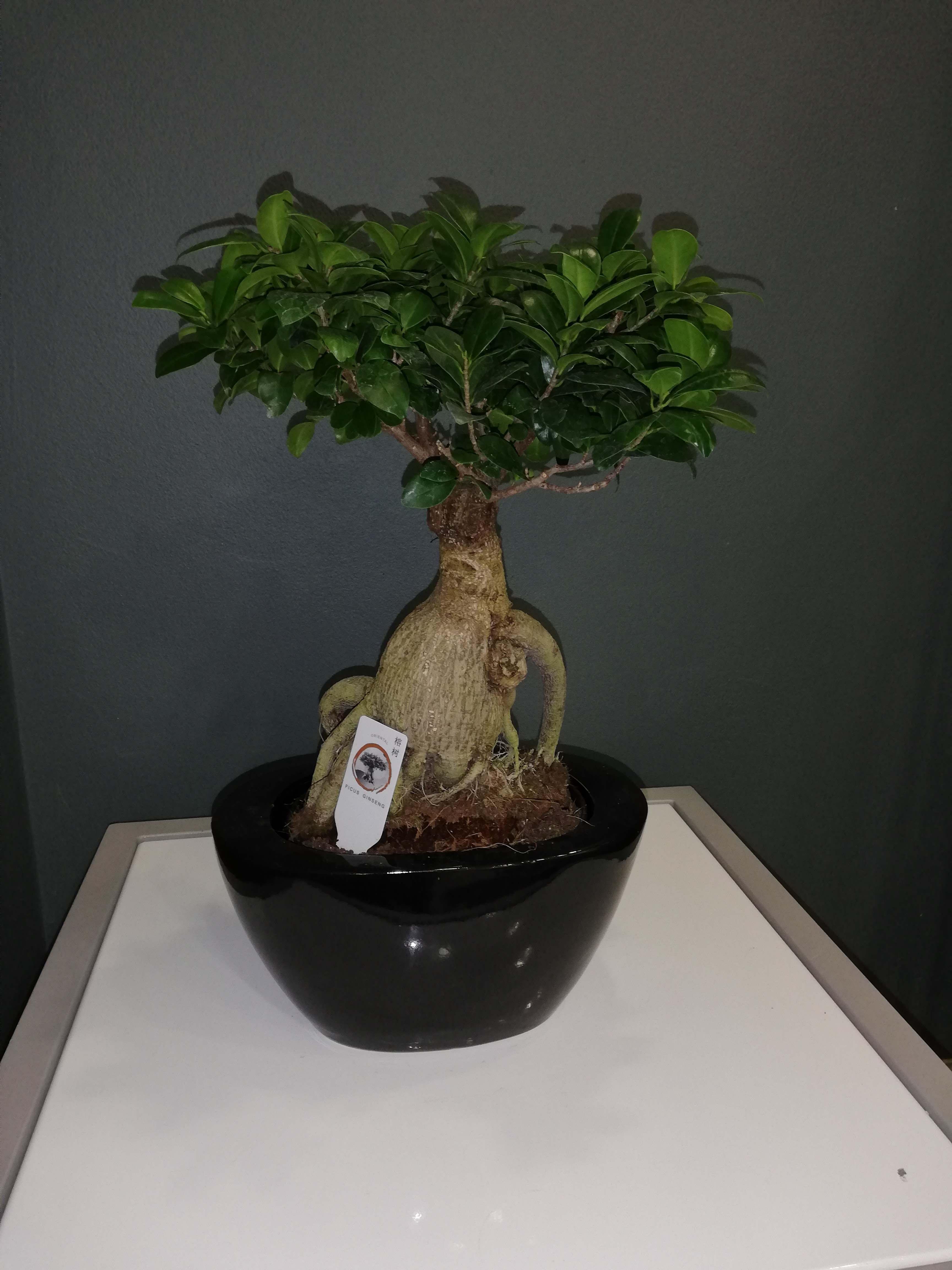 Ficus ginseng 