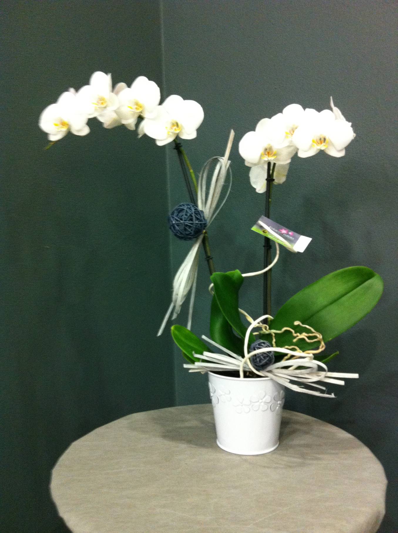 Orchidée décorée Blanche 