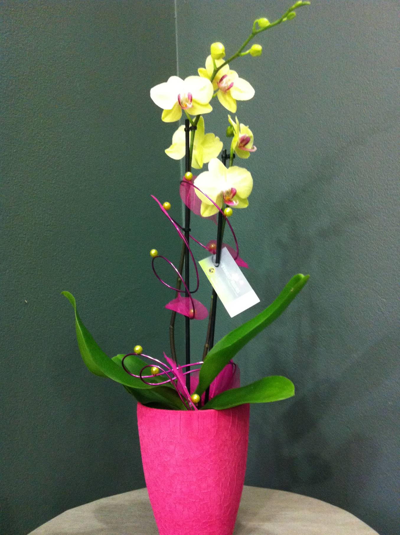 Orchidée décorée Blanche et rose