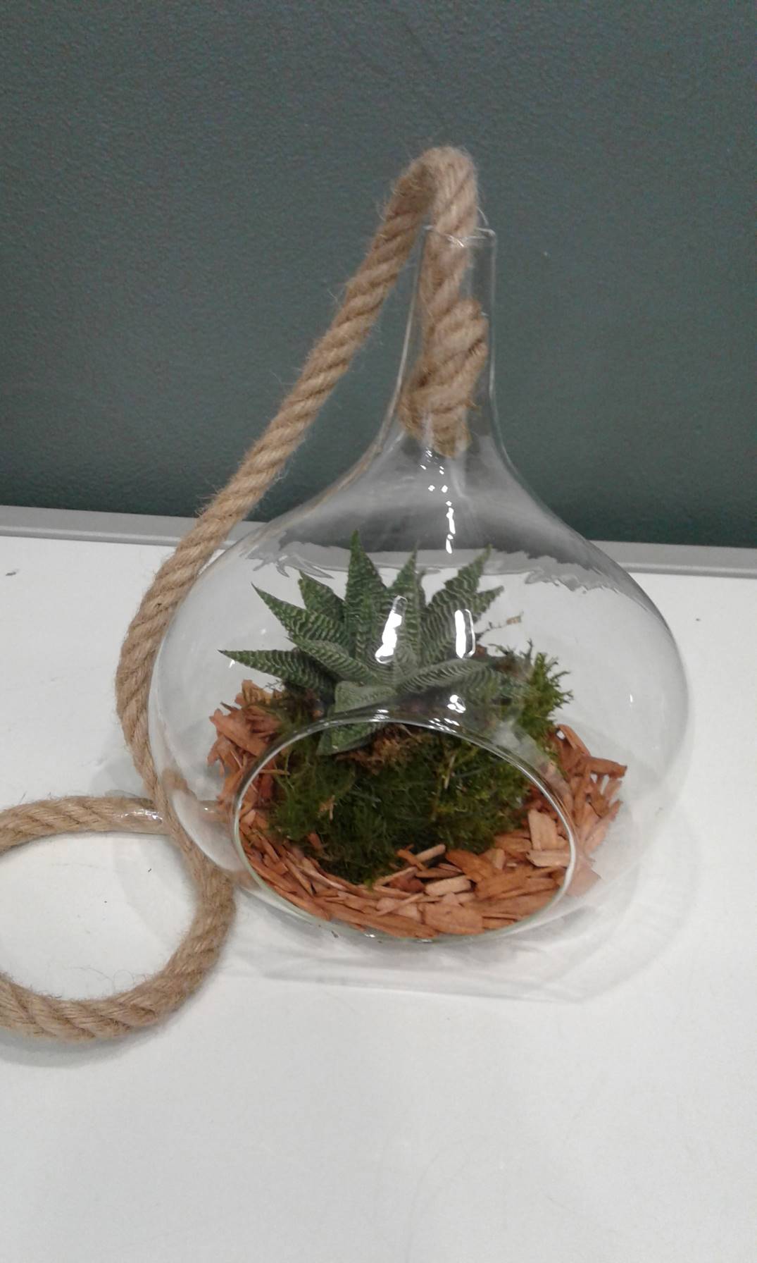 Terrarium