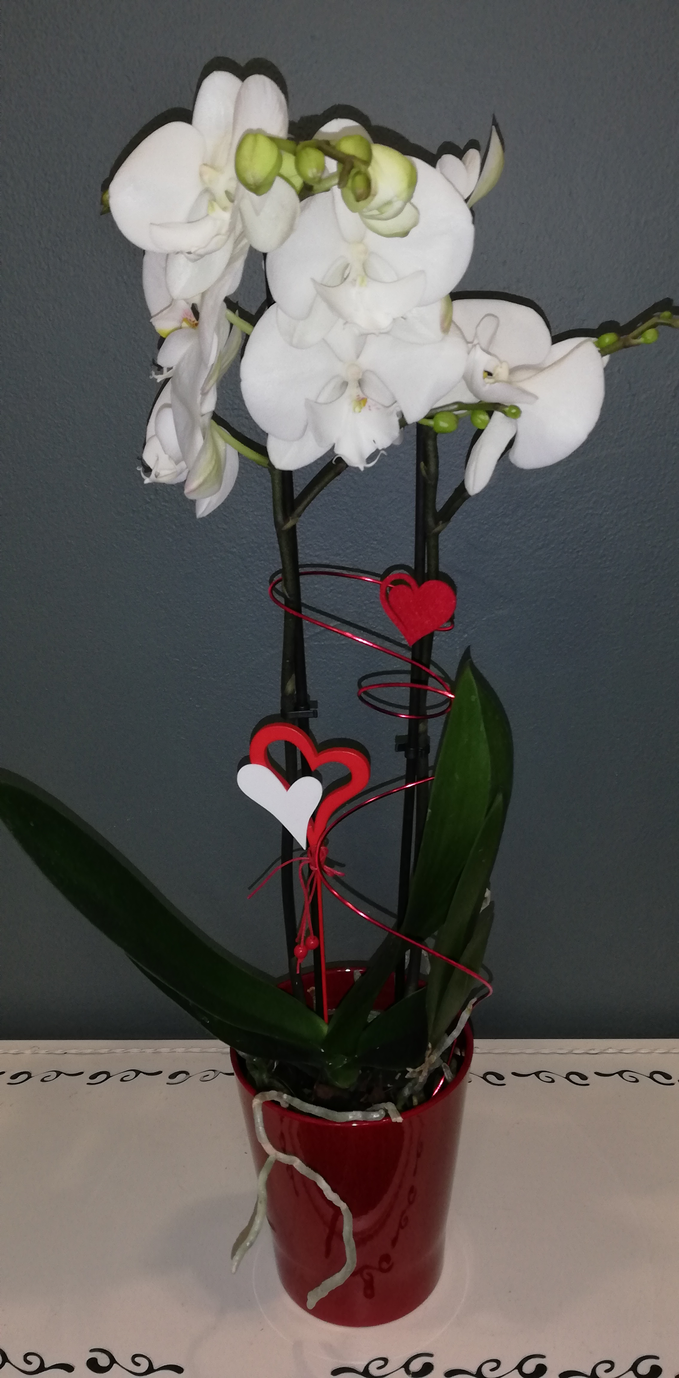 Orchidée cache pot déco St Valentin