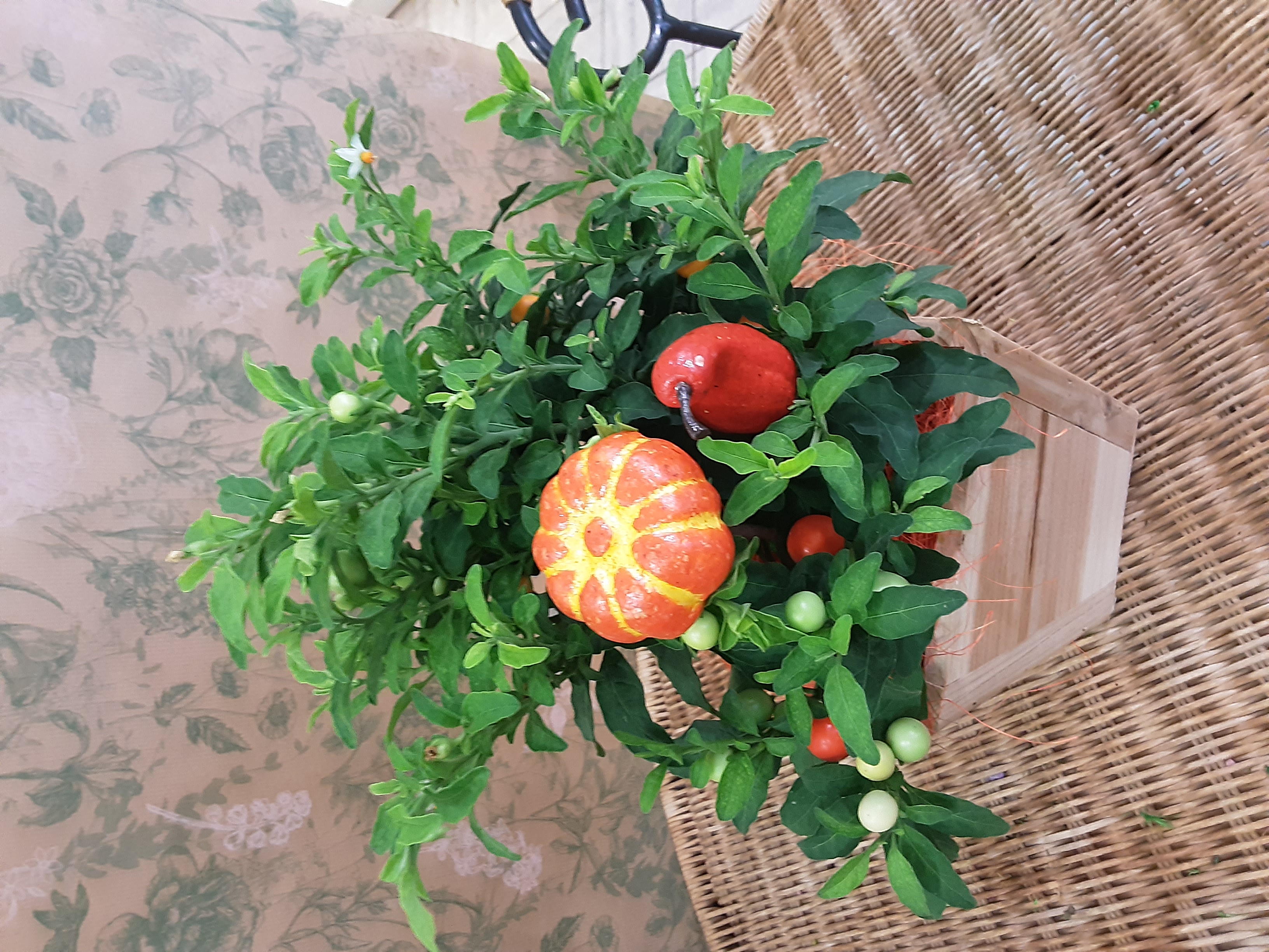Pommier d'amour 