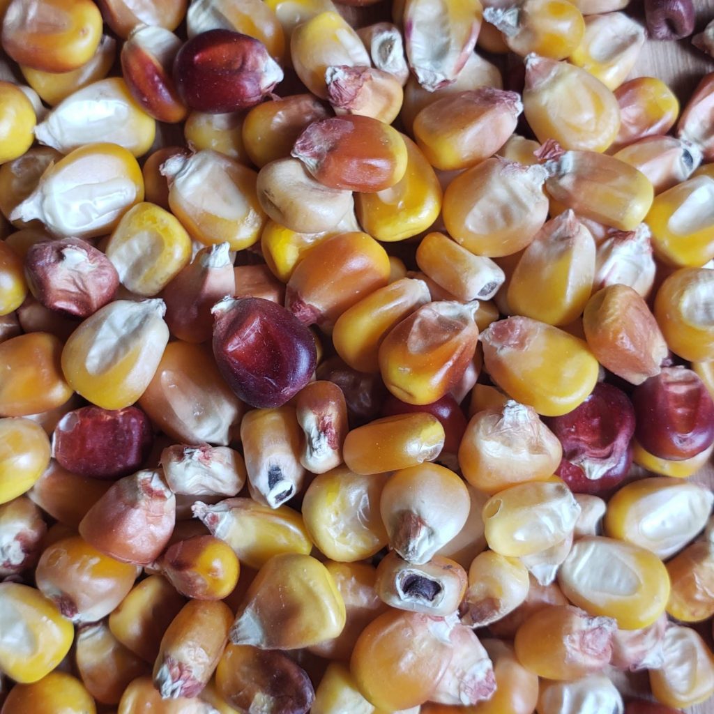Organic Red Corn