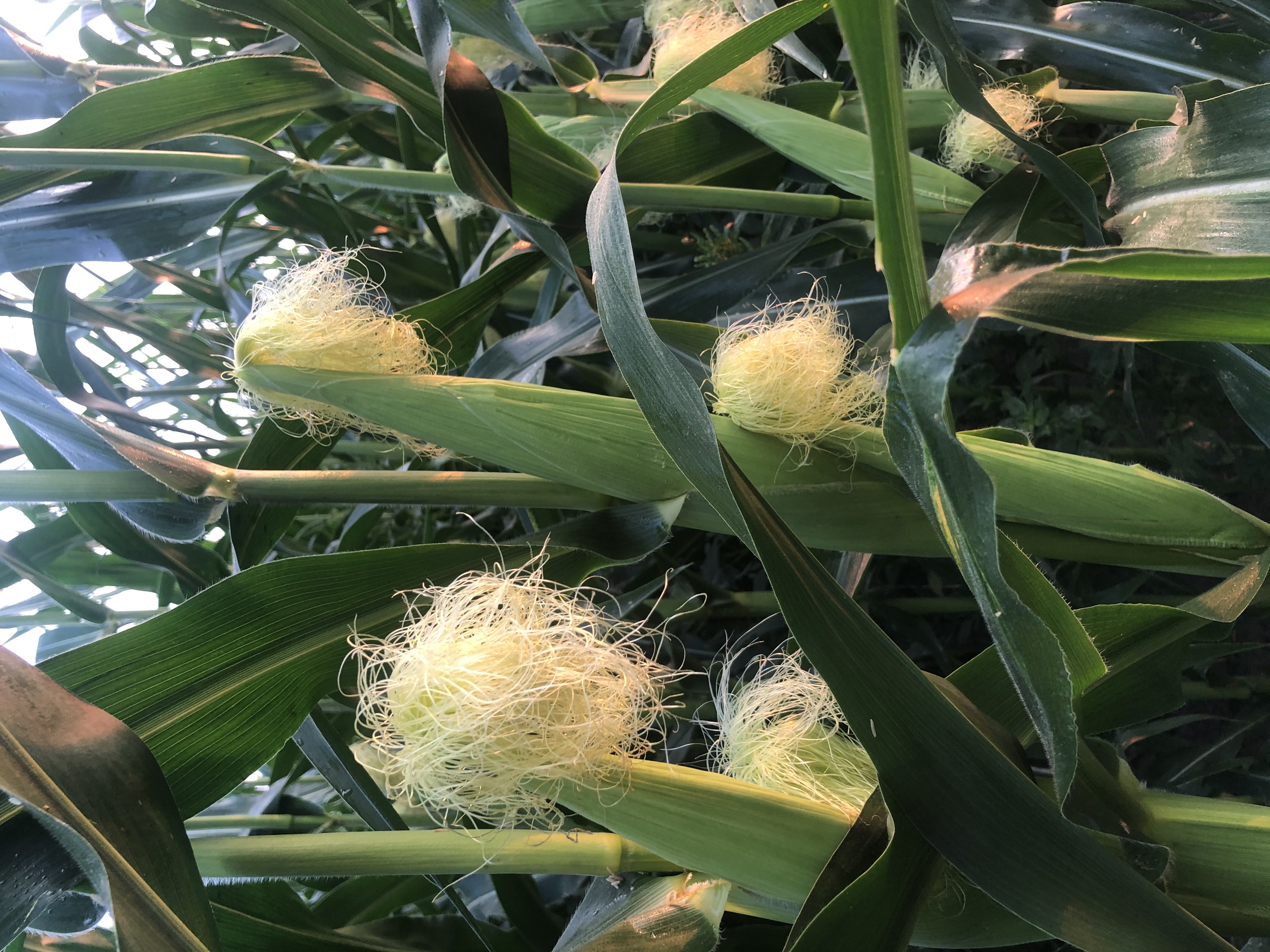 Organic Yellow Corn