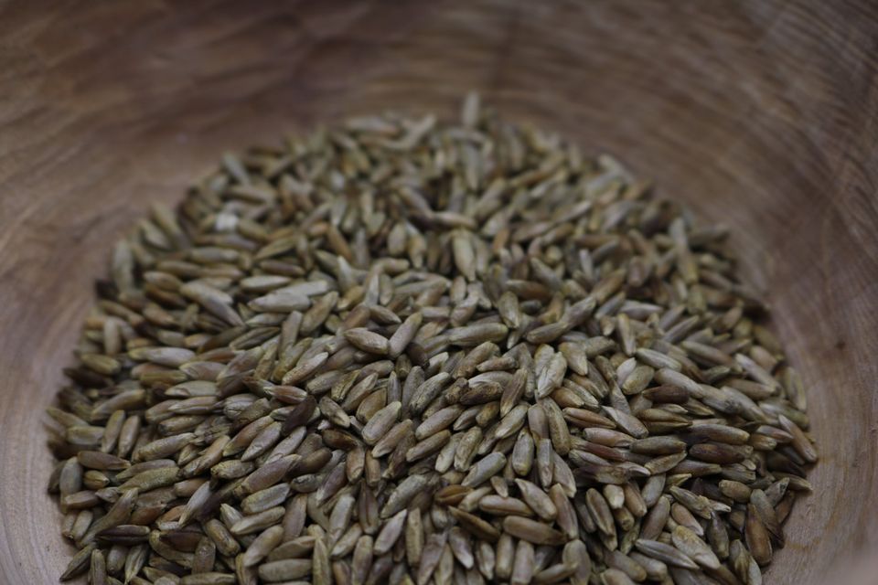 Organic Rye