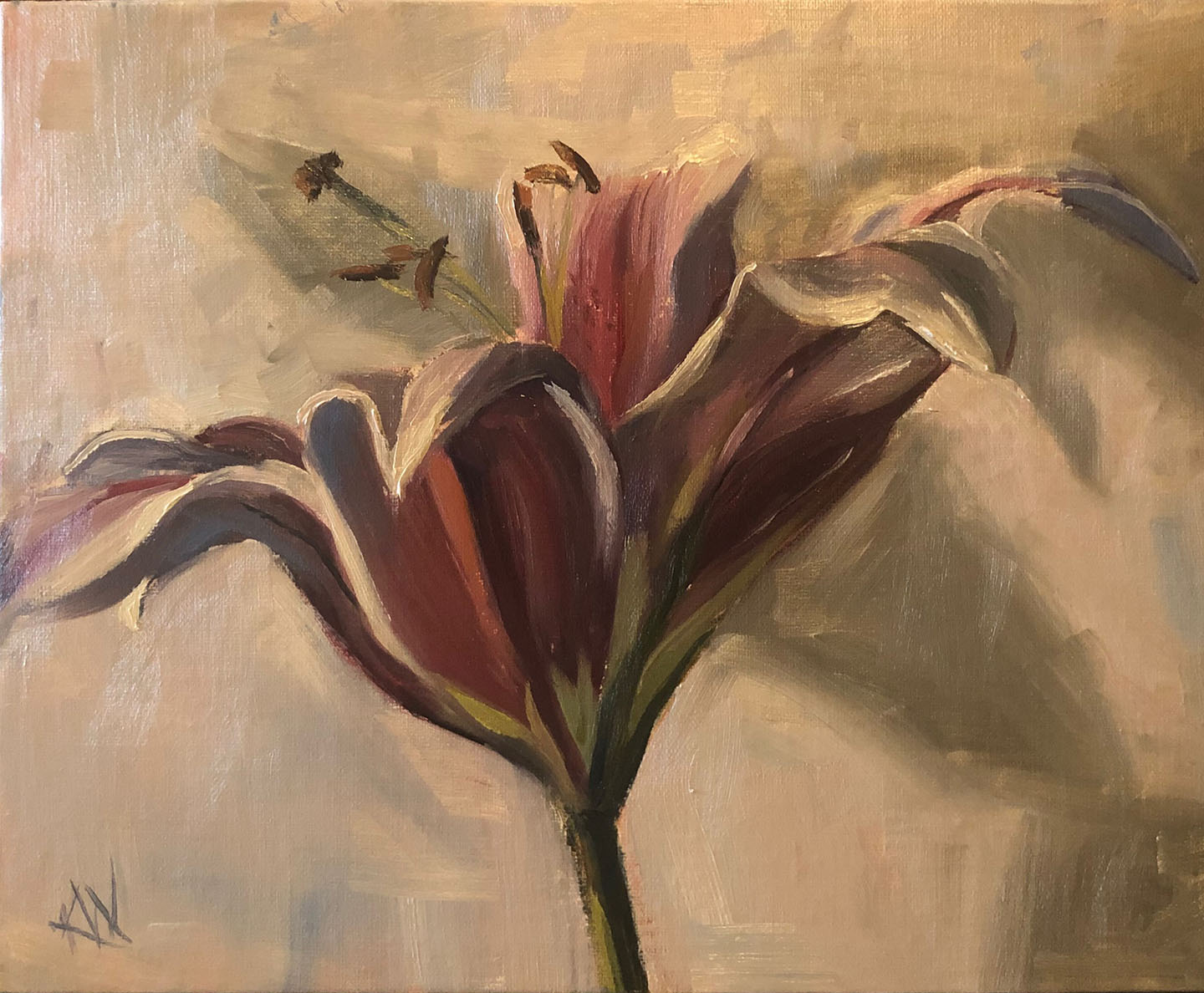 Pink lily on White