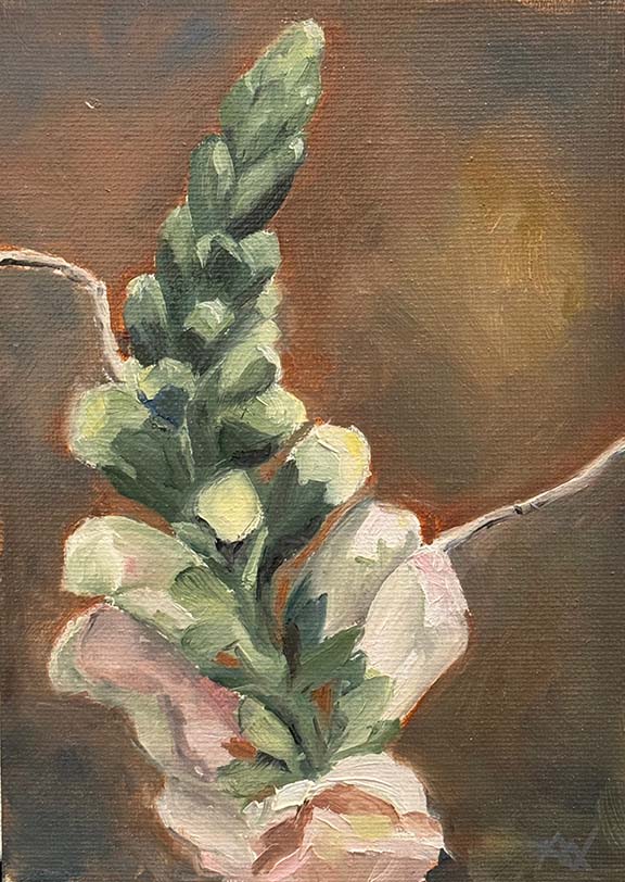 Snapdragons