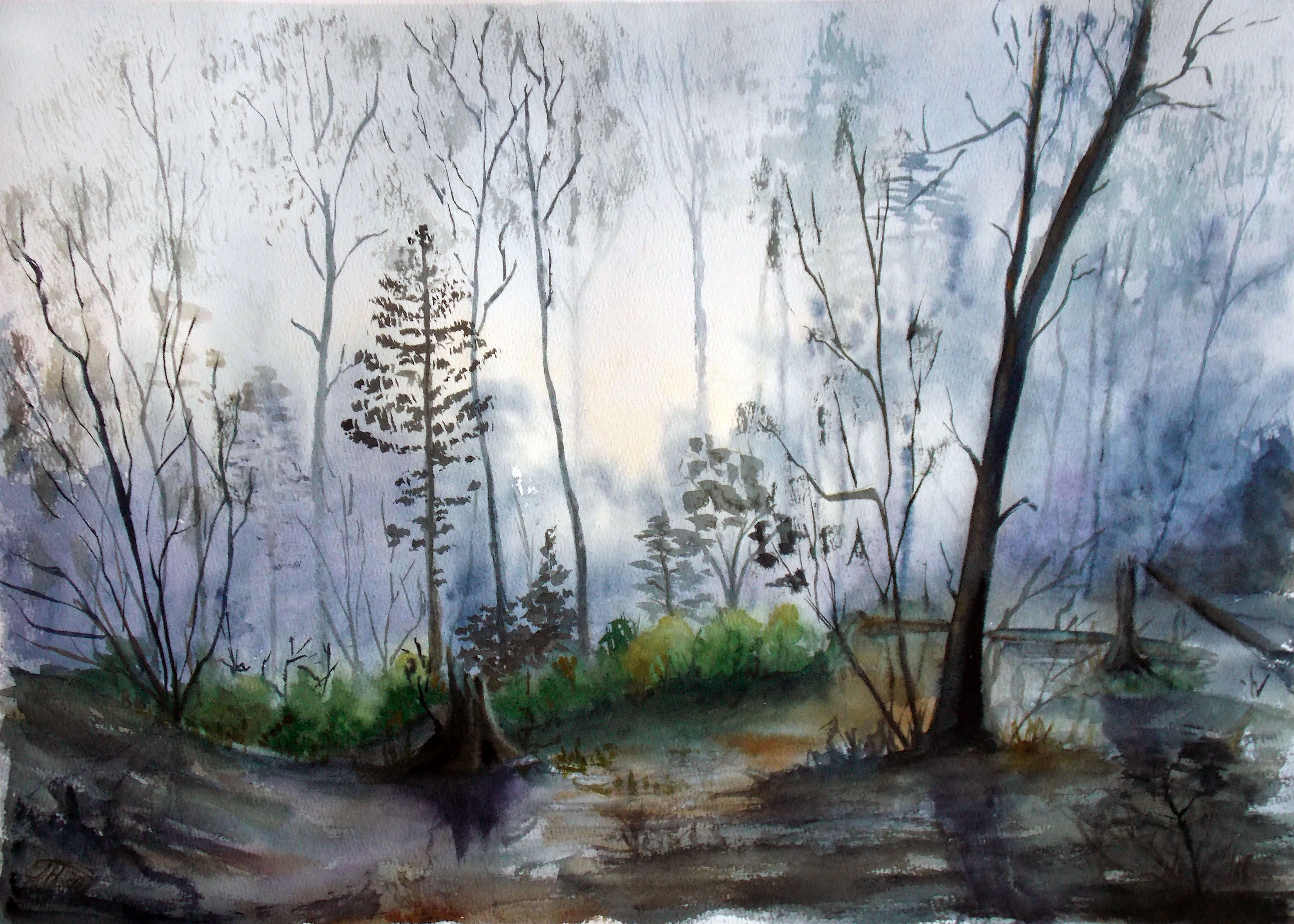 Morning in the forest