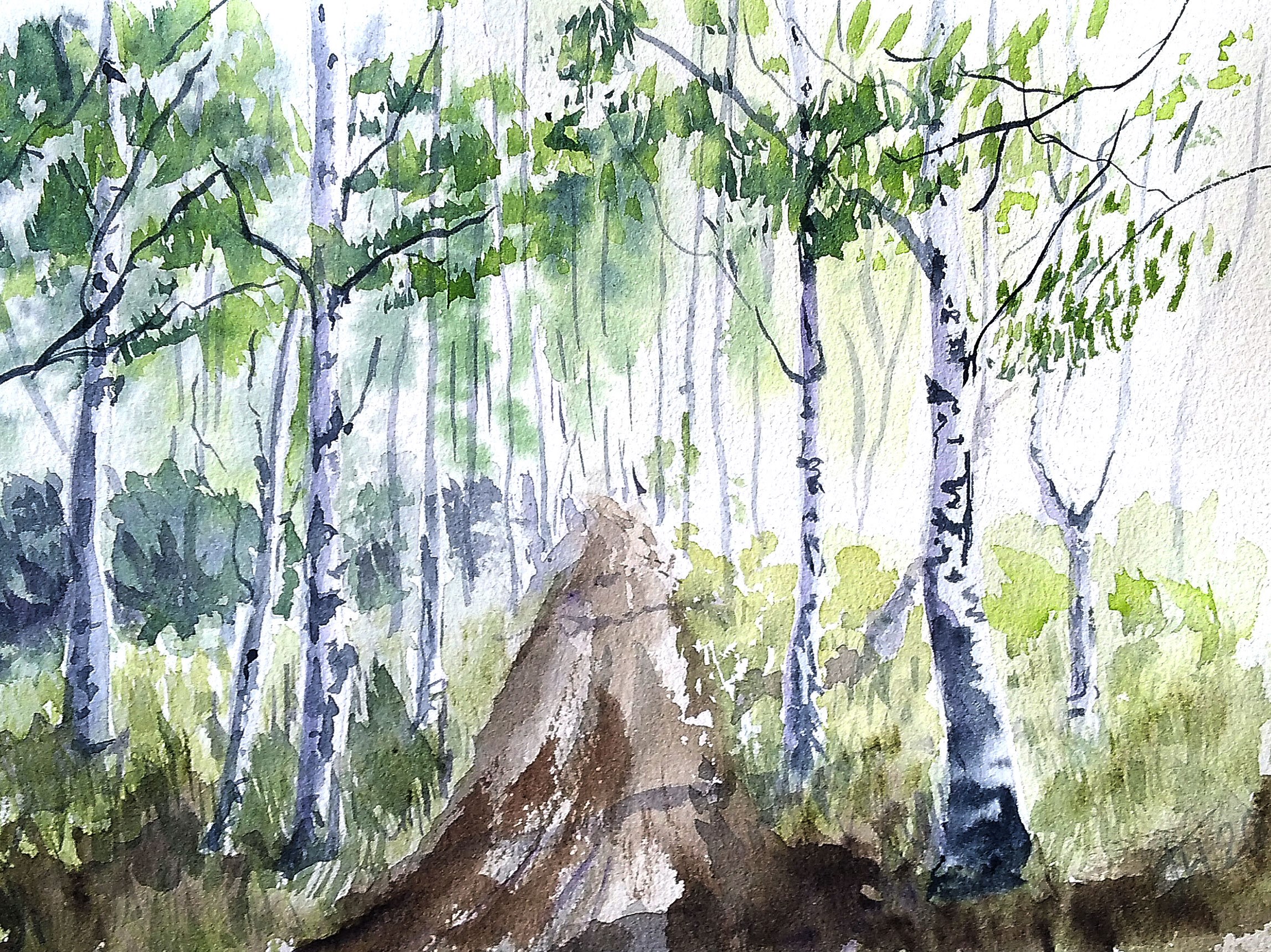 Landscape # 13 Birch grove