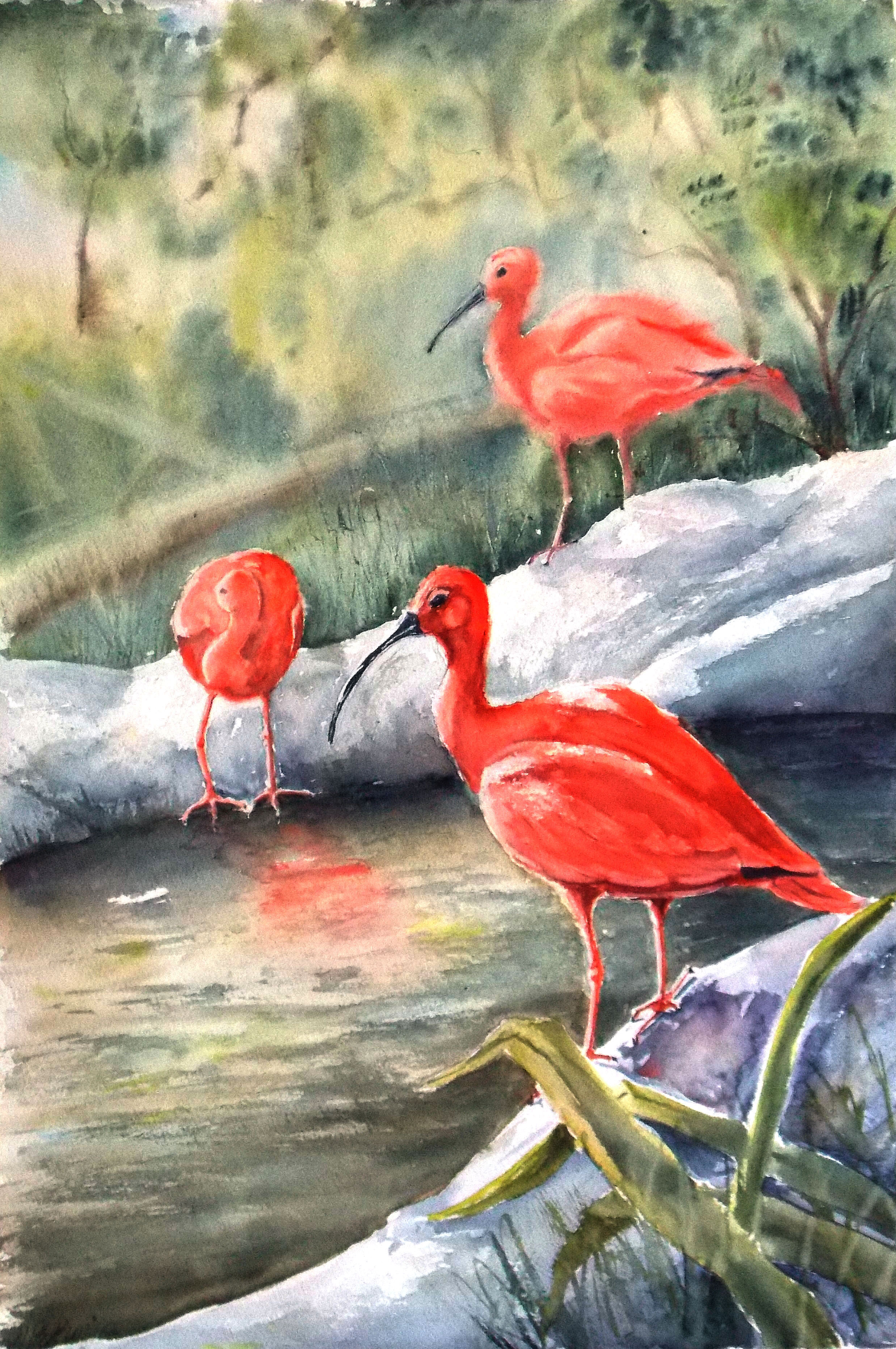 Red ibises