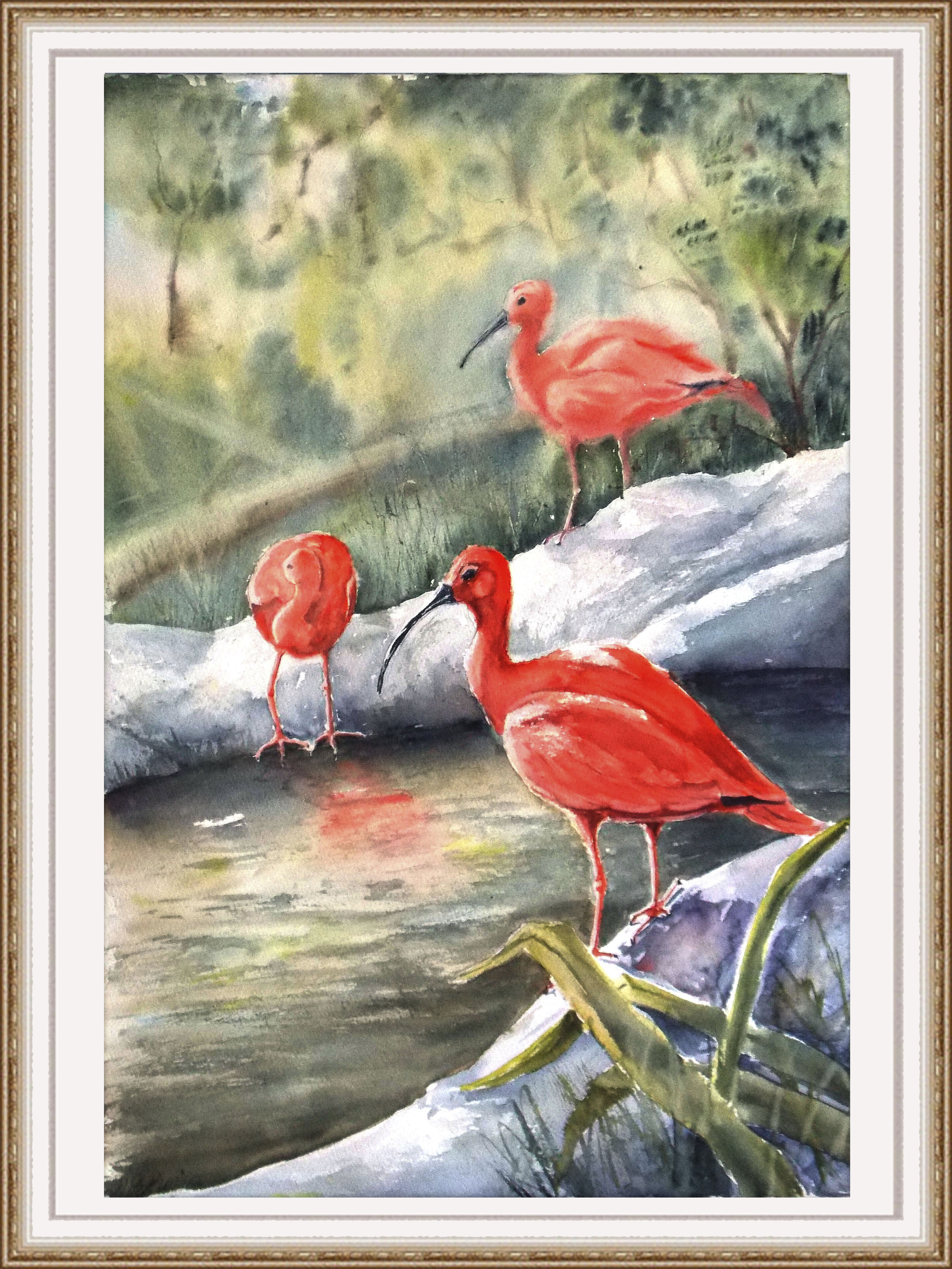 Red ibises
