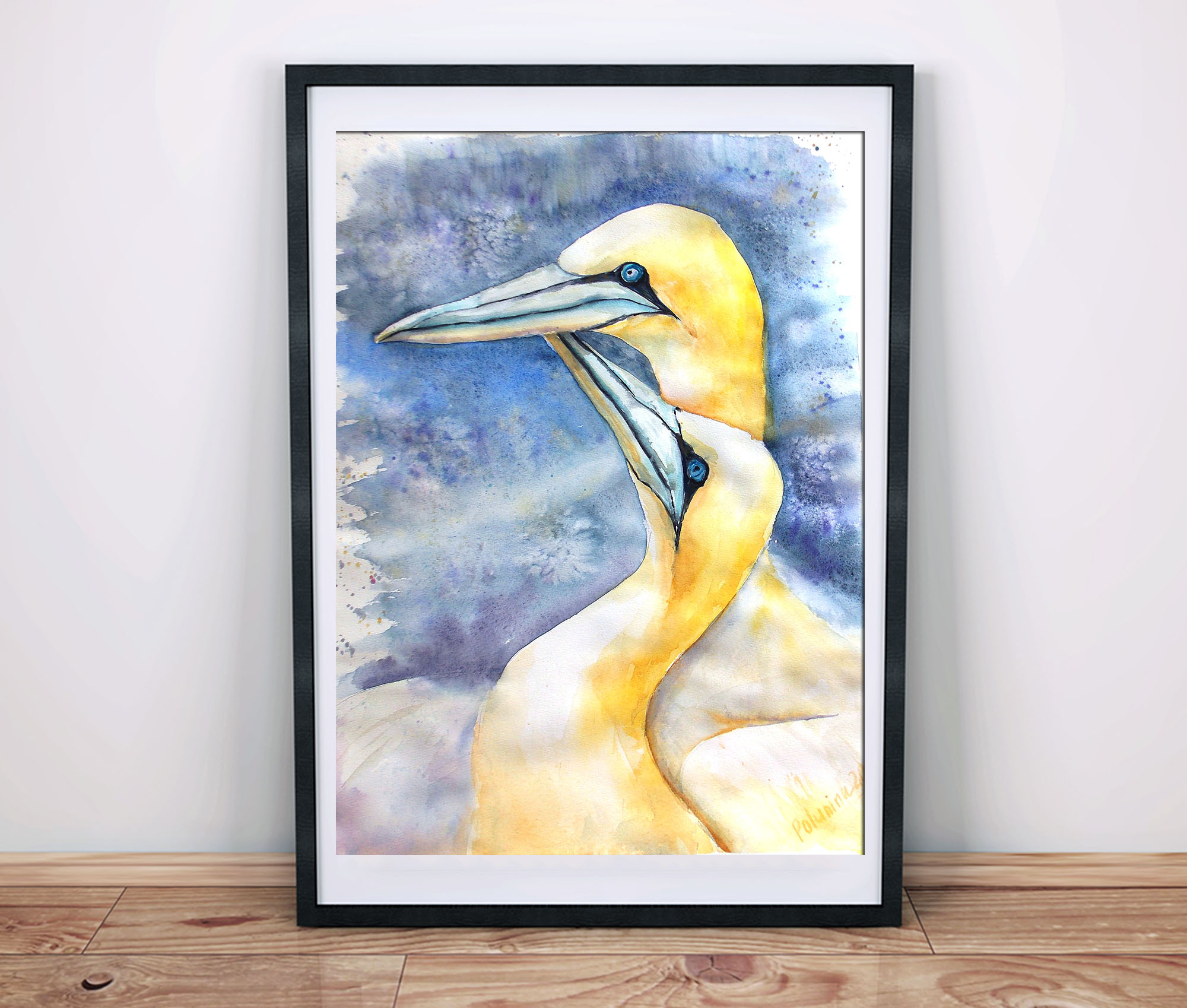 Nordhrn gannets