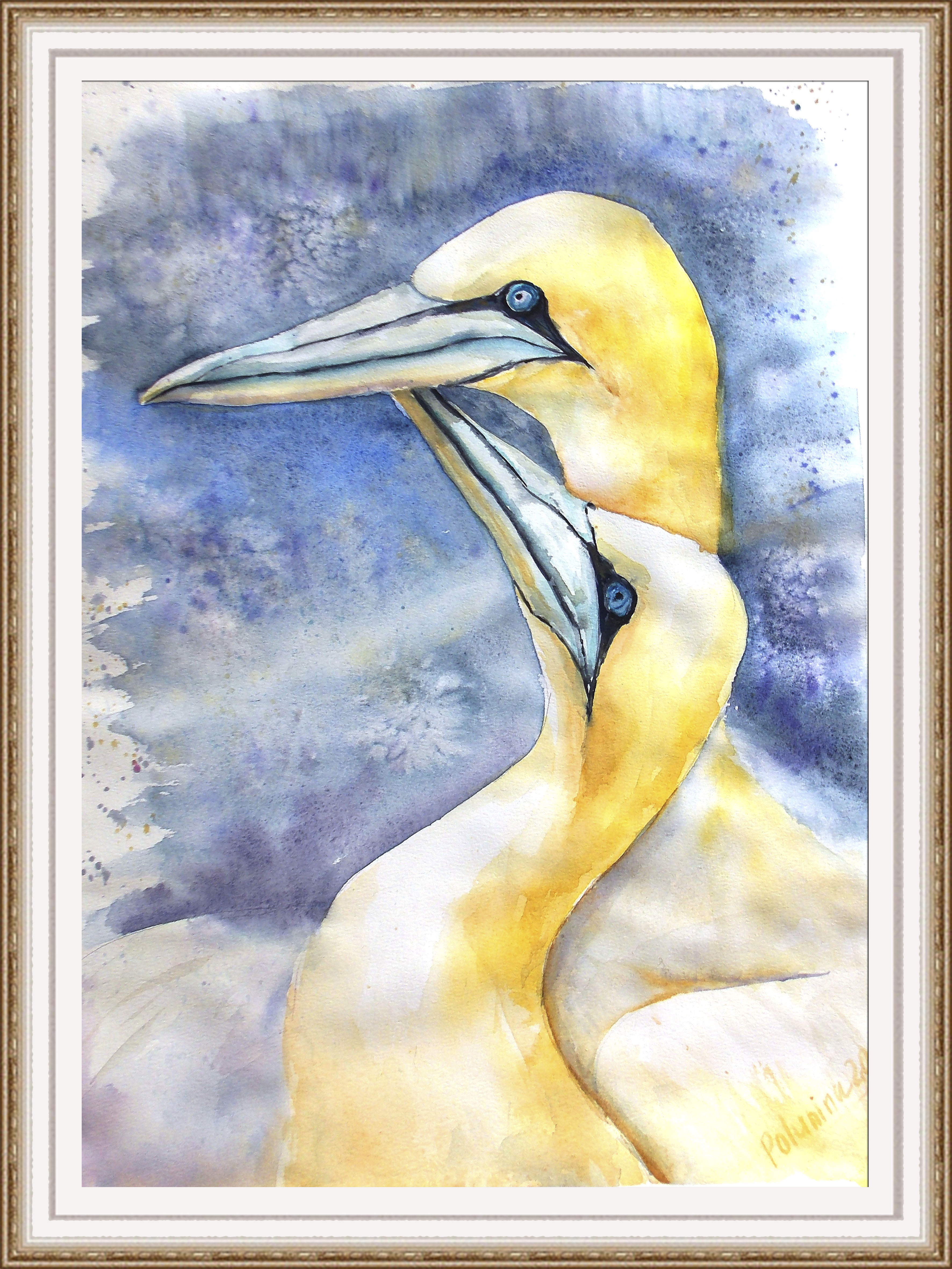 Nordhrn gannets
