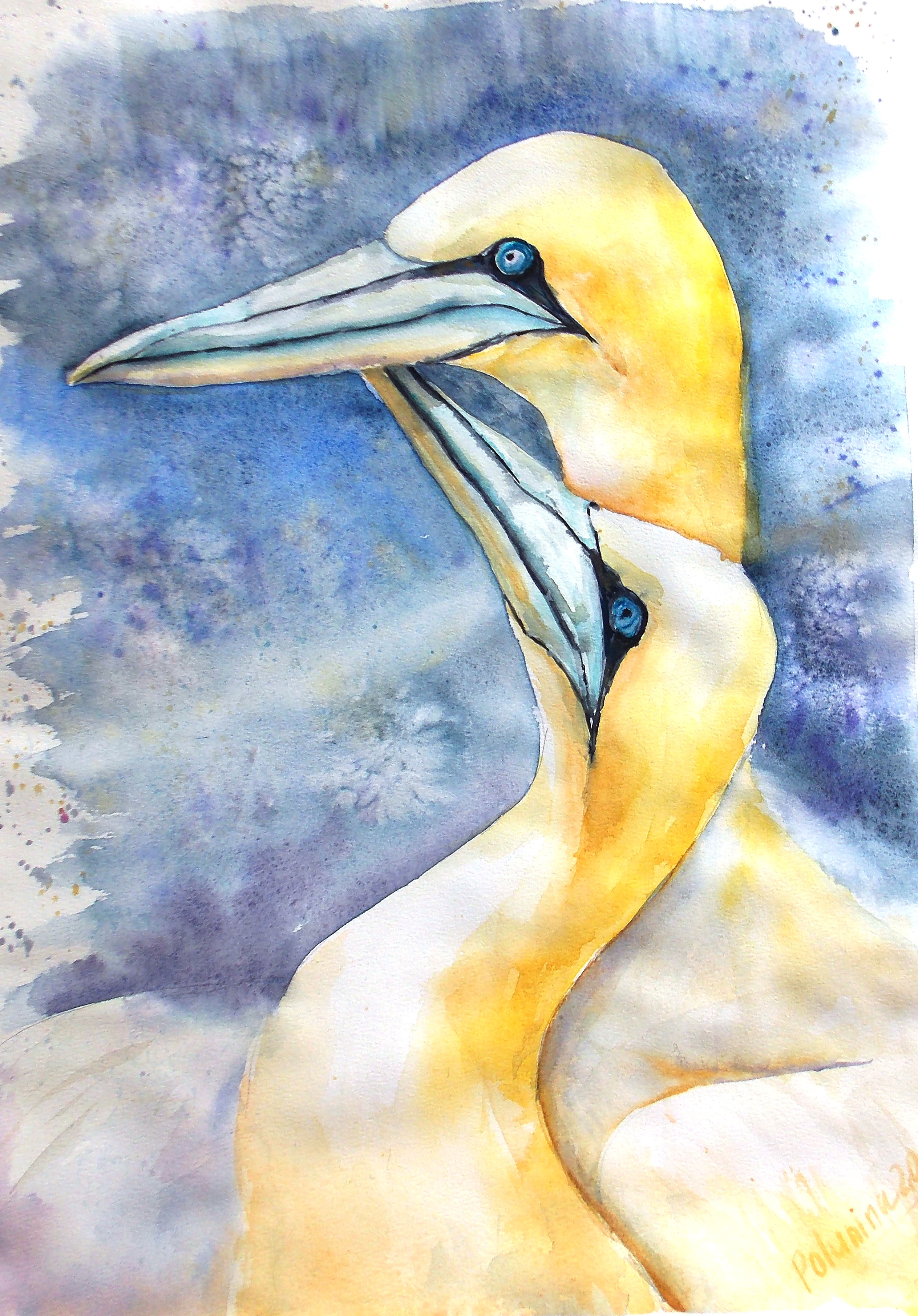 Nordhrn gannets