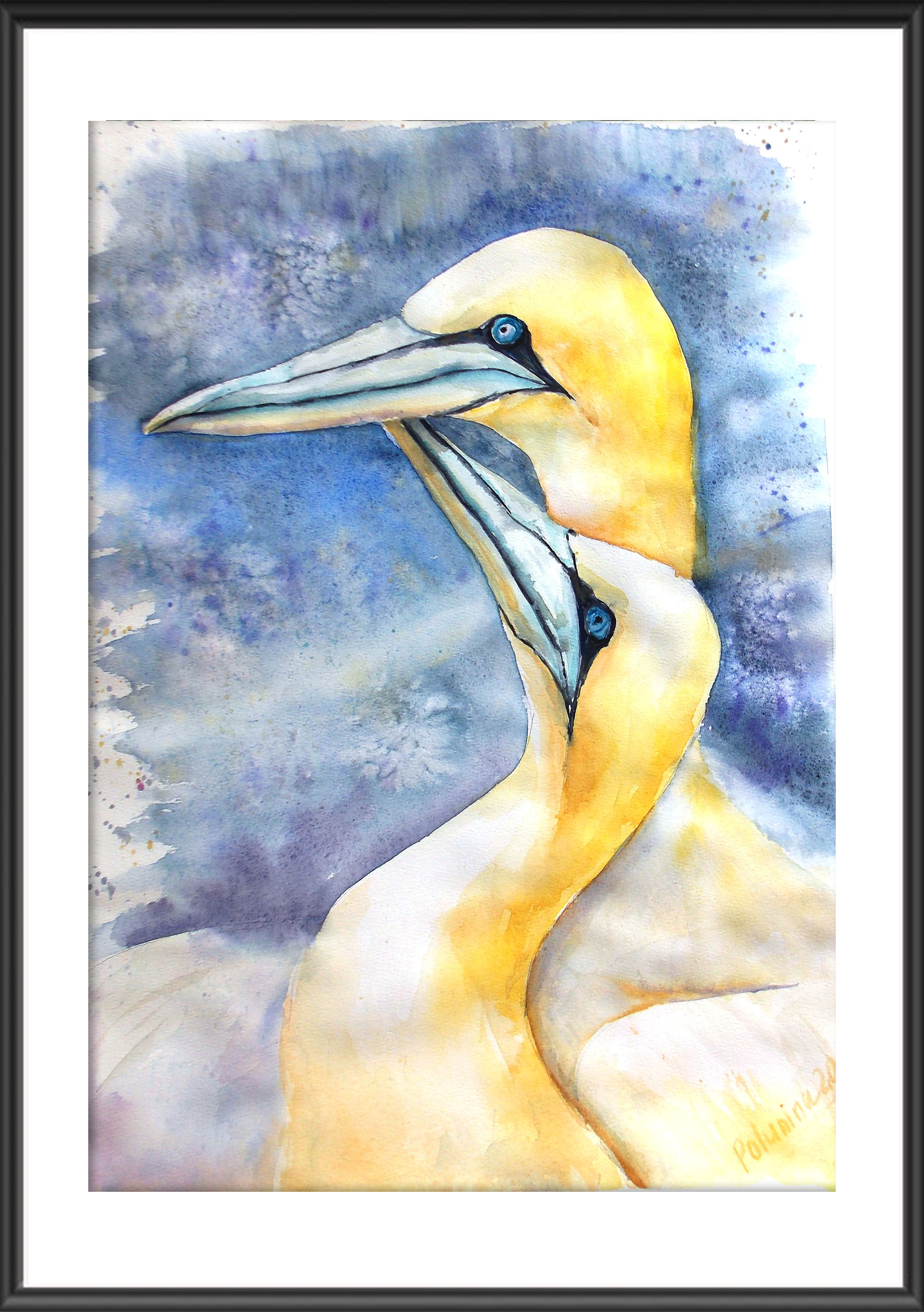 Nordhrn gannets