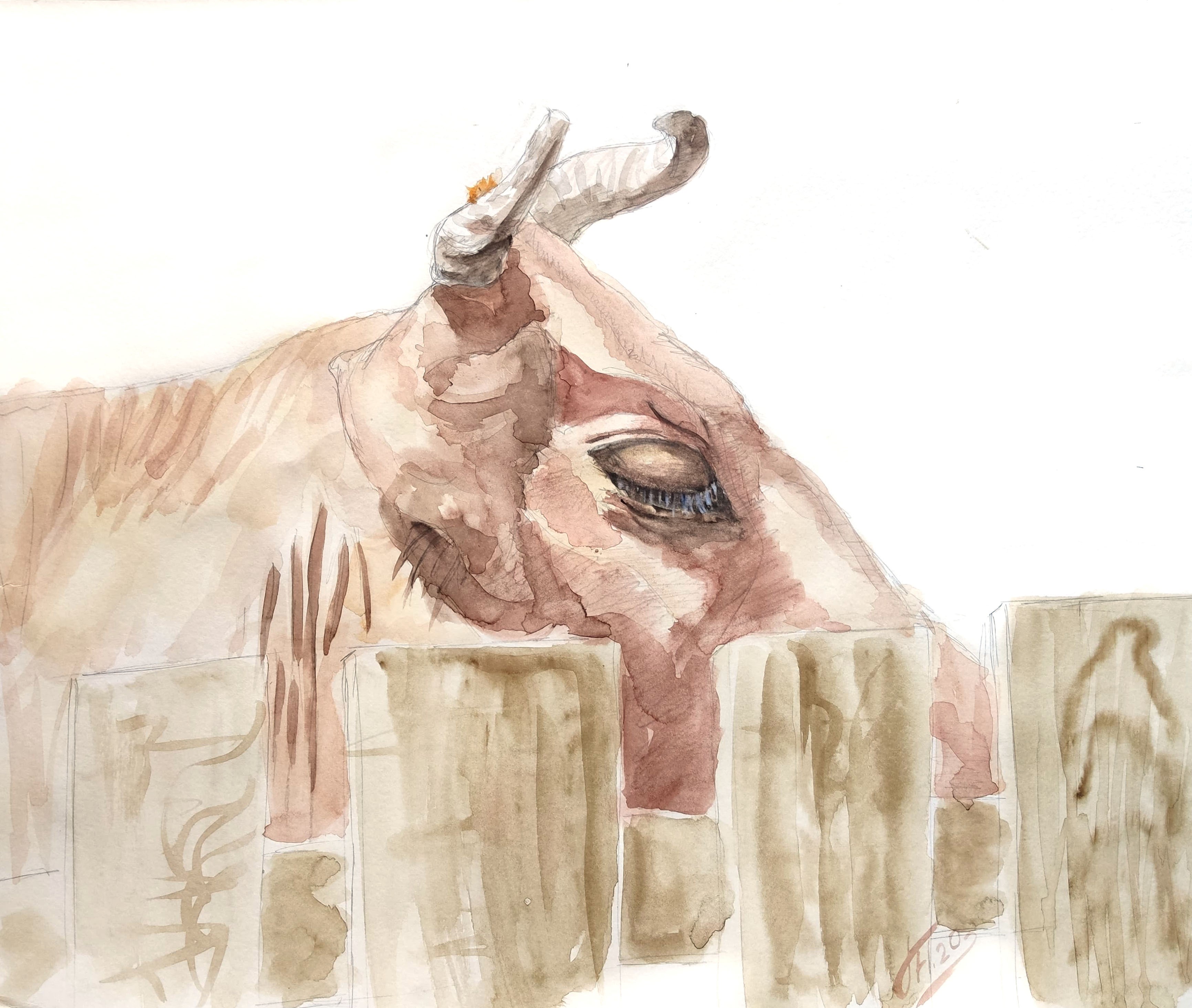 Just a cow