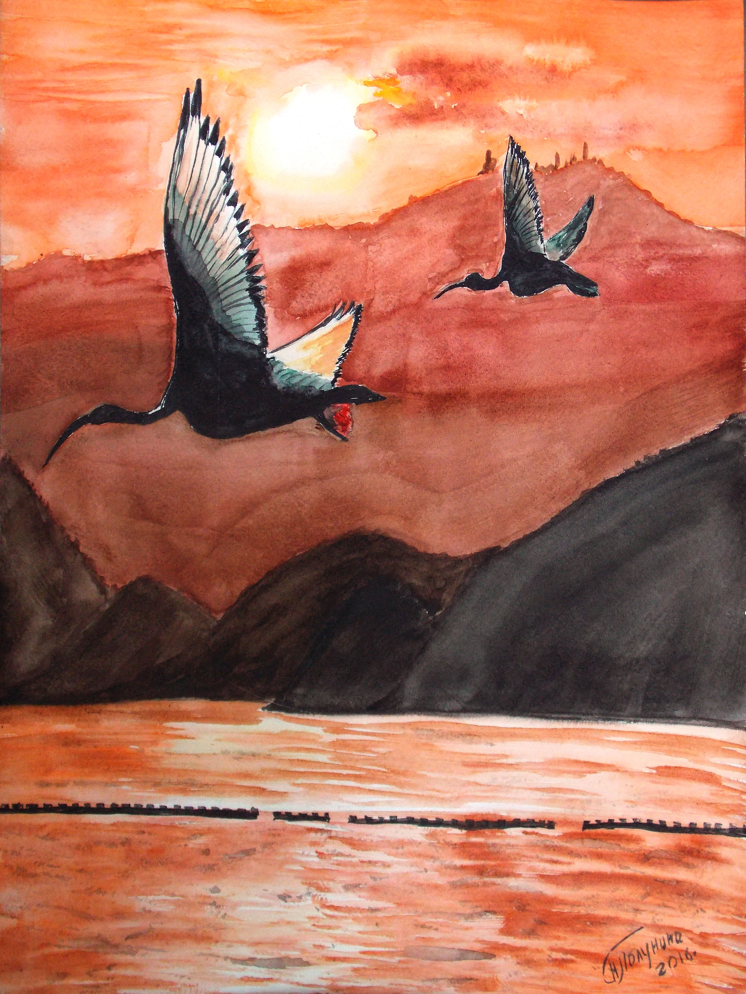 Night ibises, Egypt