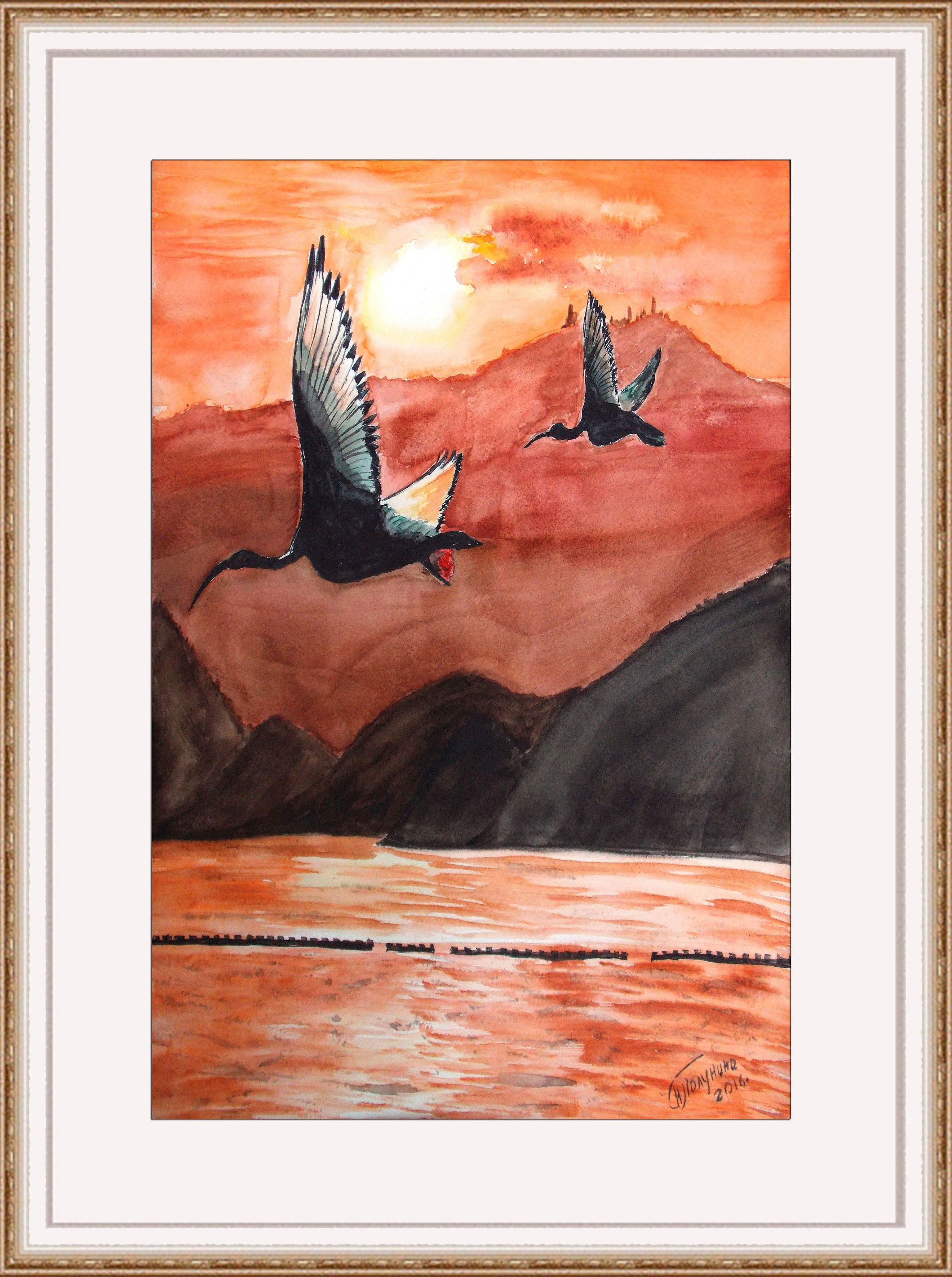 Night ibises, Egypt