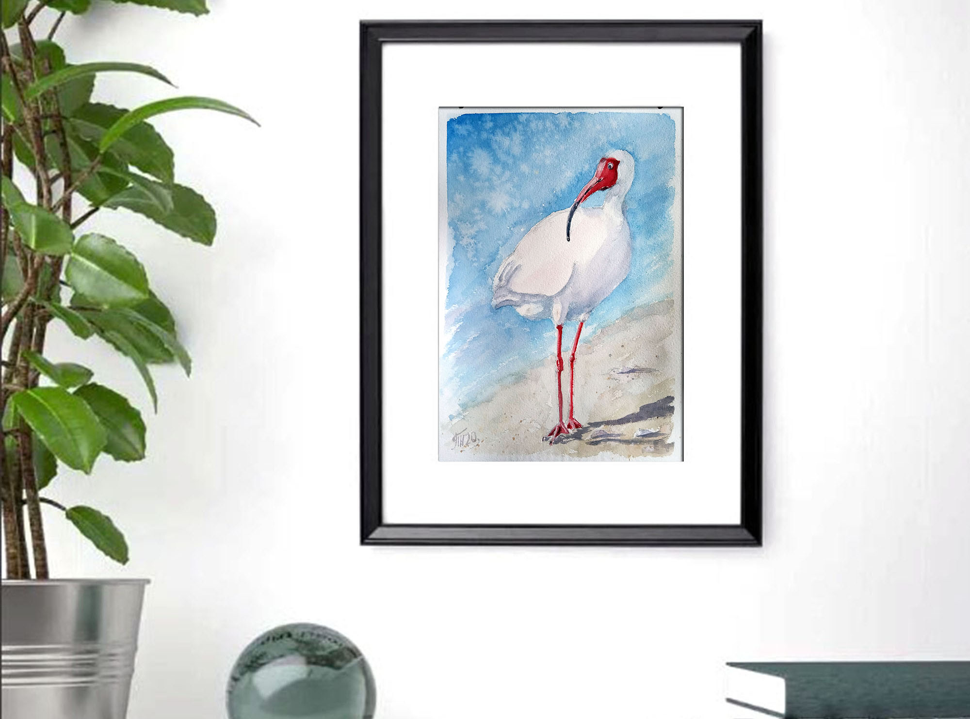 White Ibis