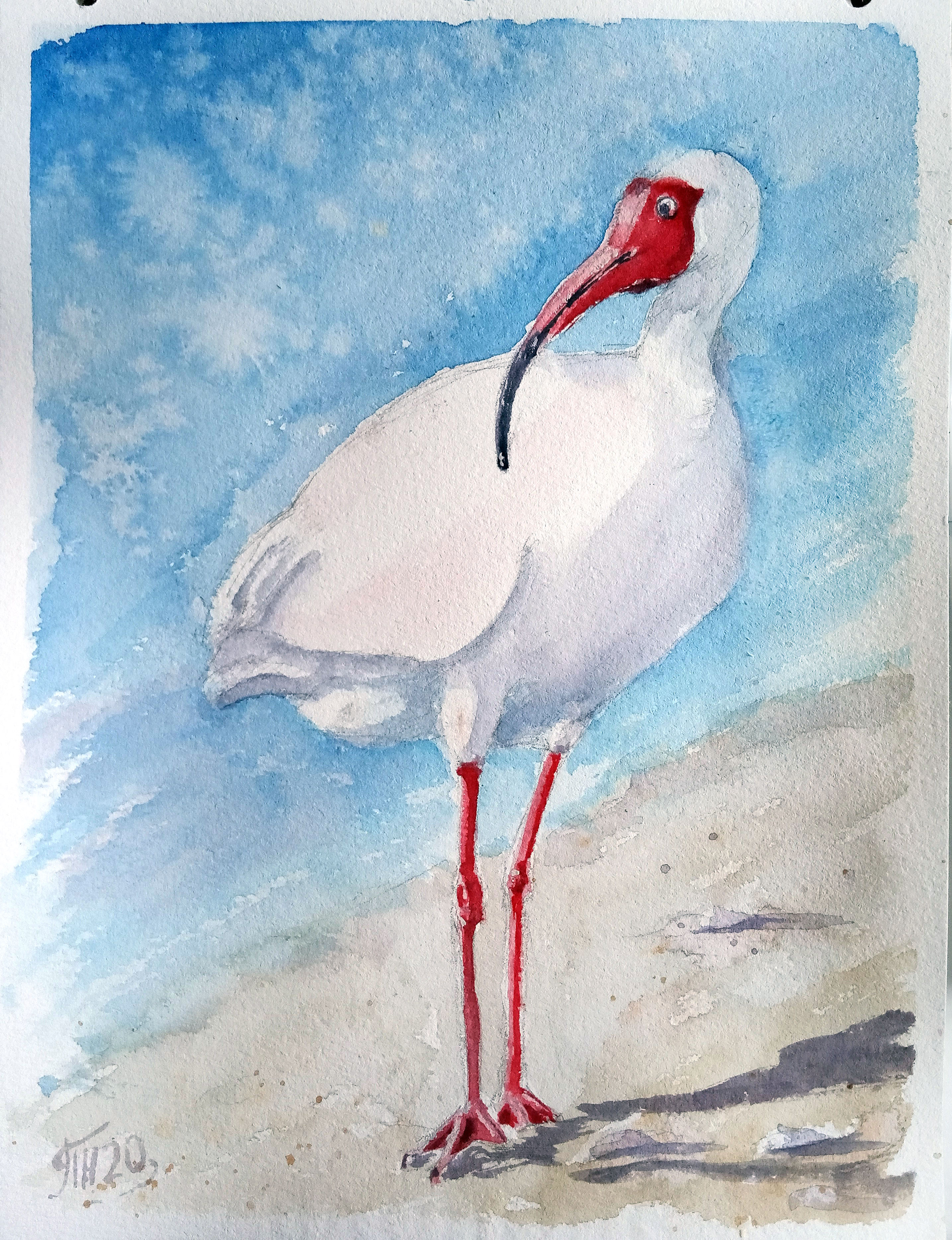 White Ibis