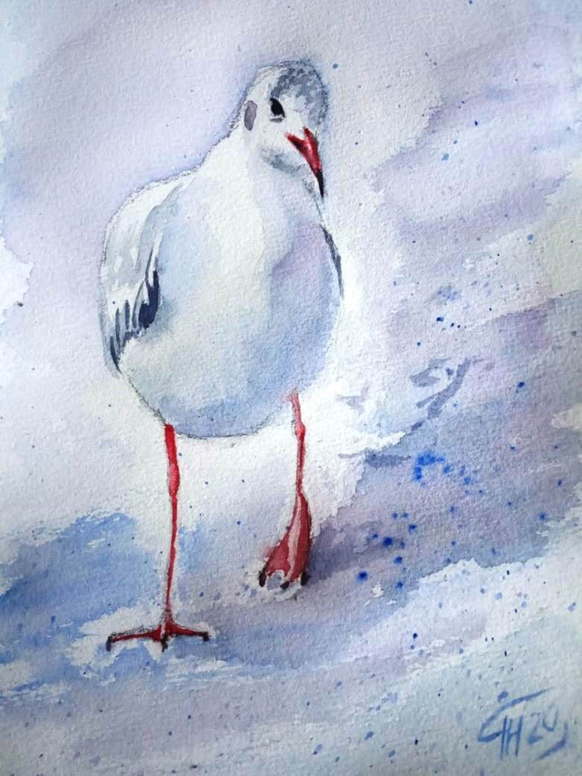 White seagull