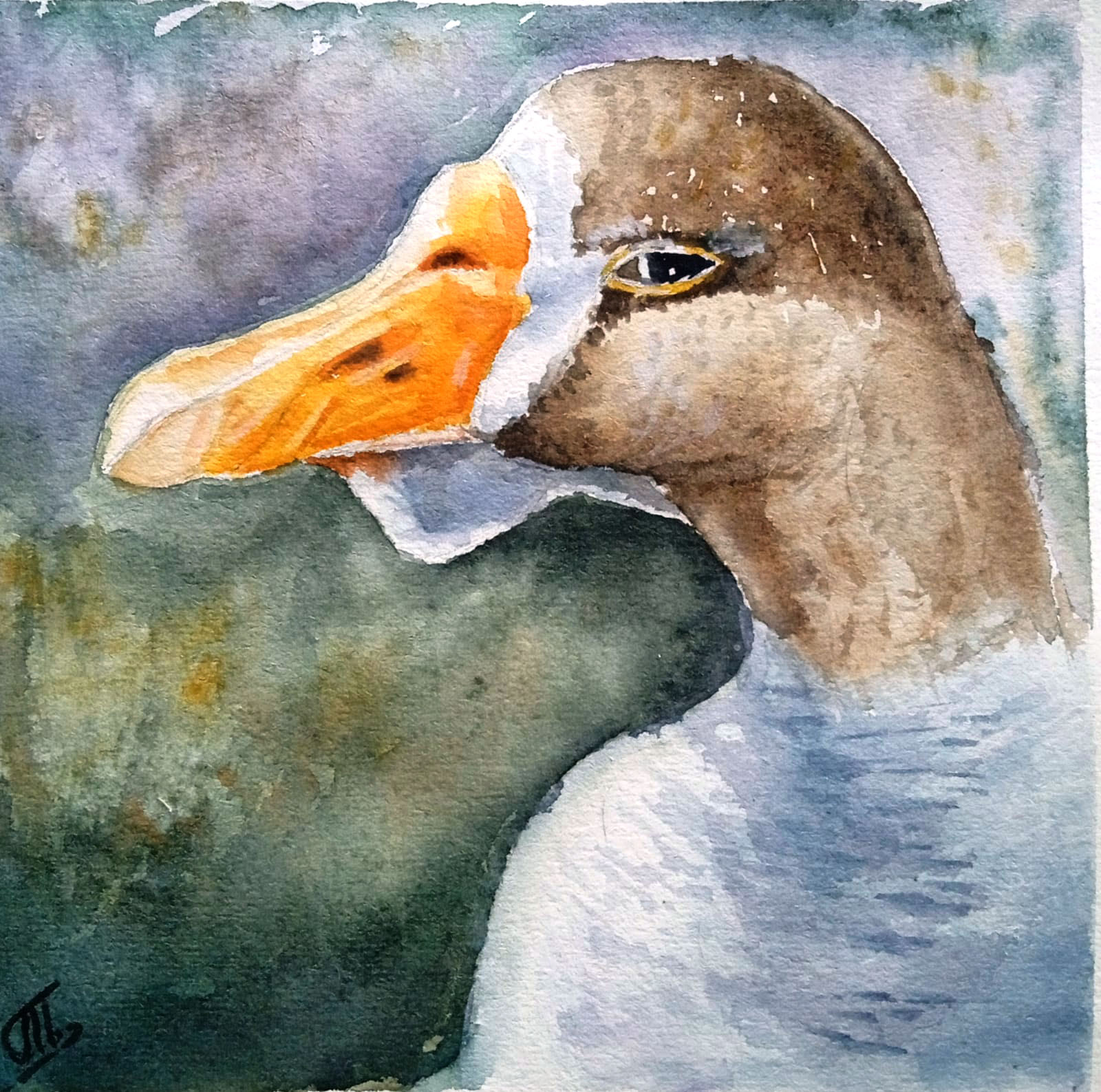 Goose portrait