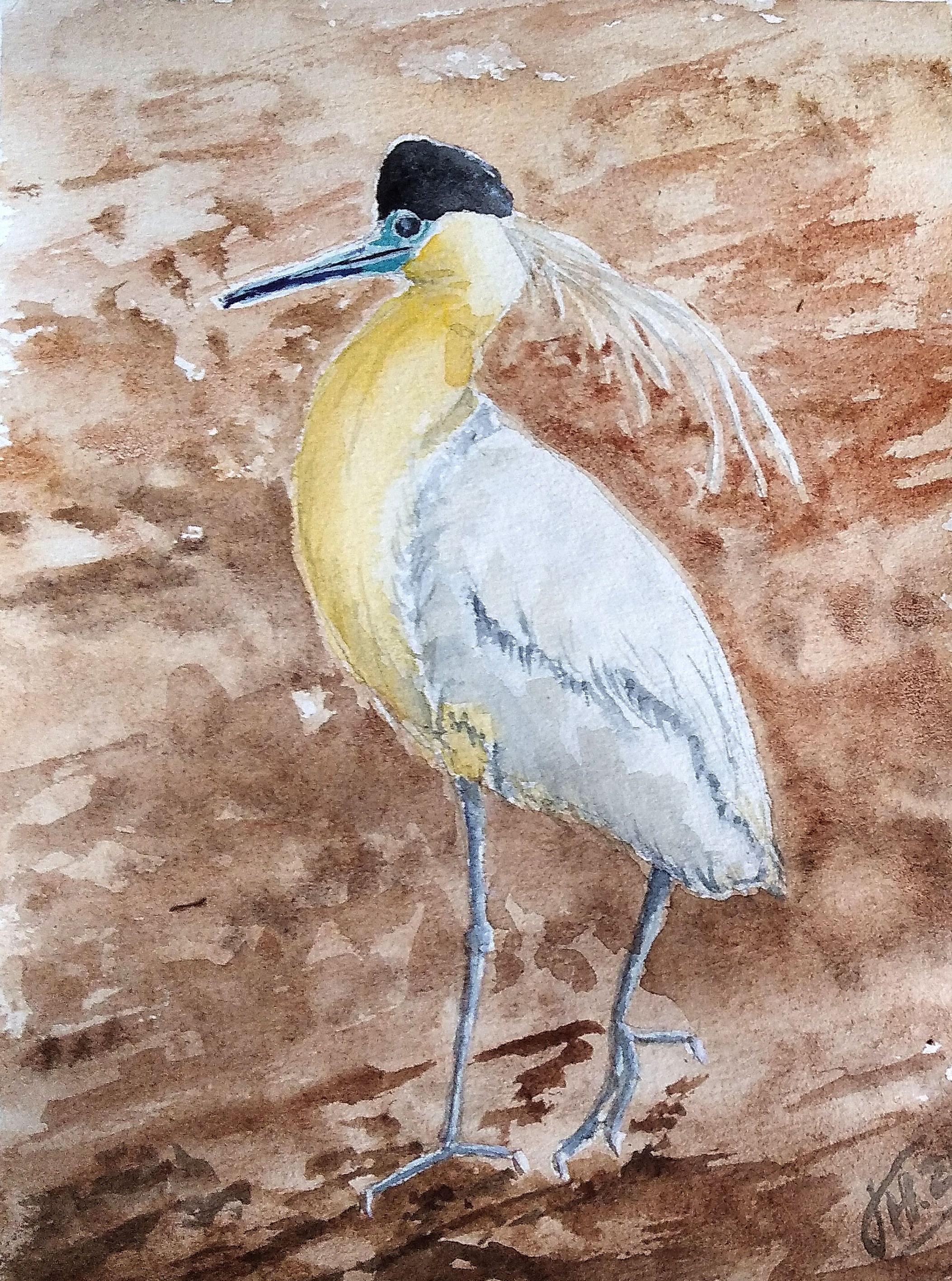 Capped heron