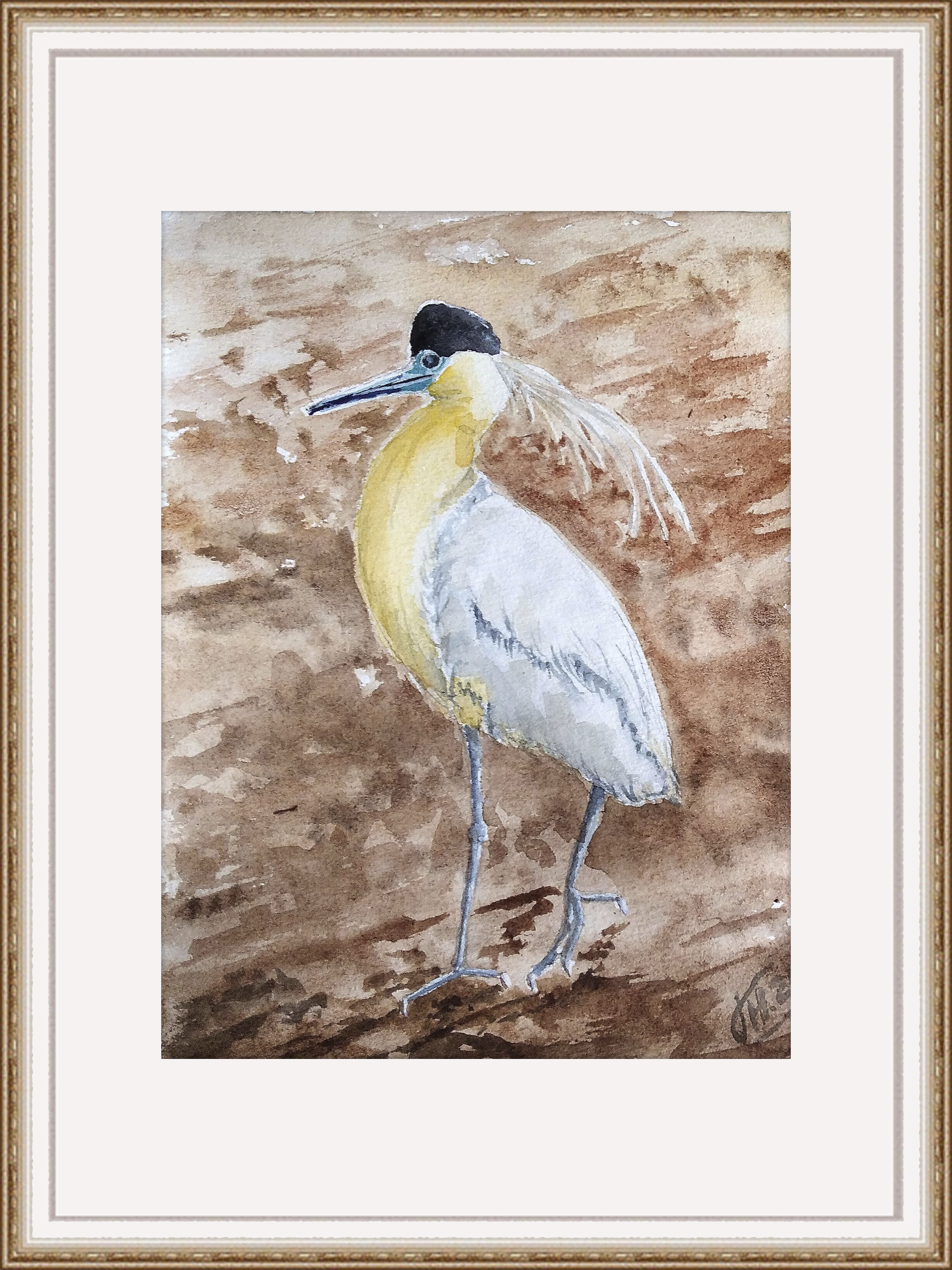 Capped heron