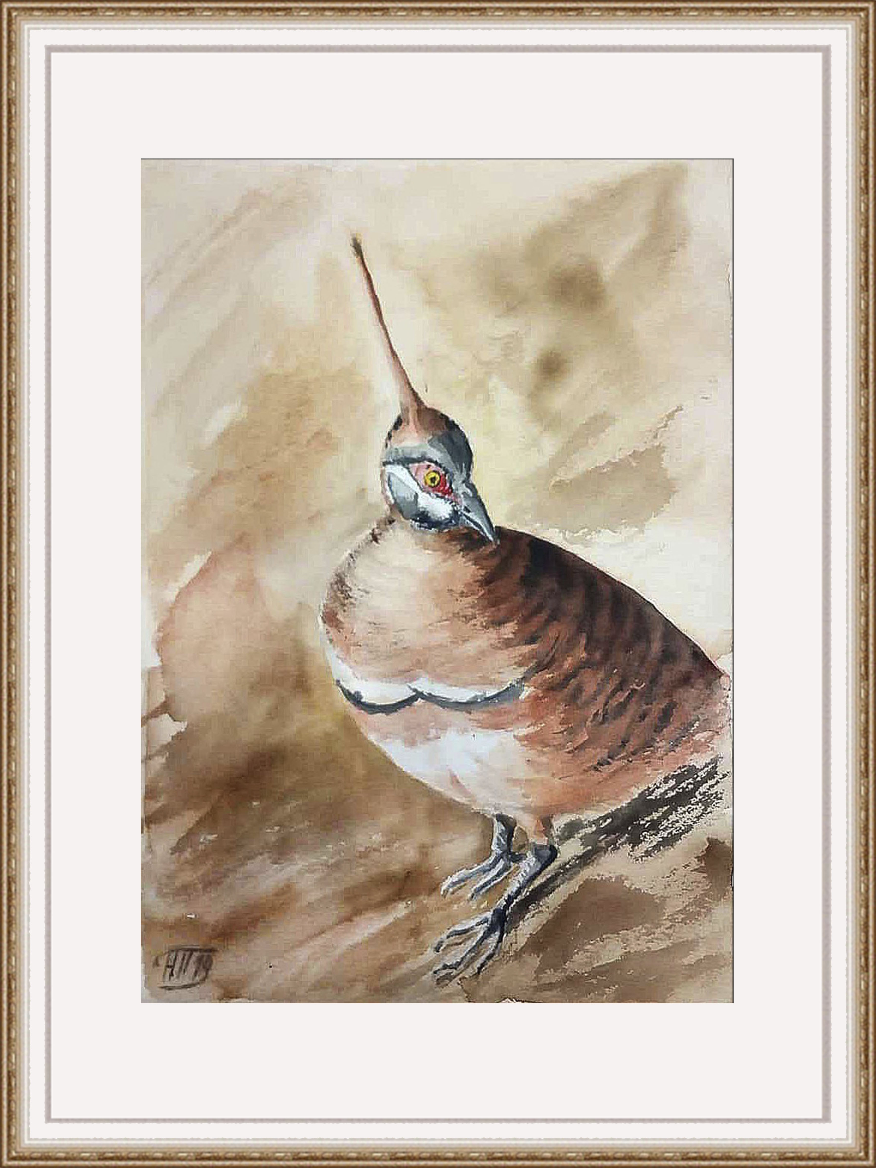 Sharp-crested rock dove