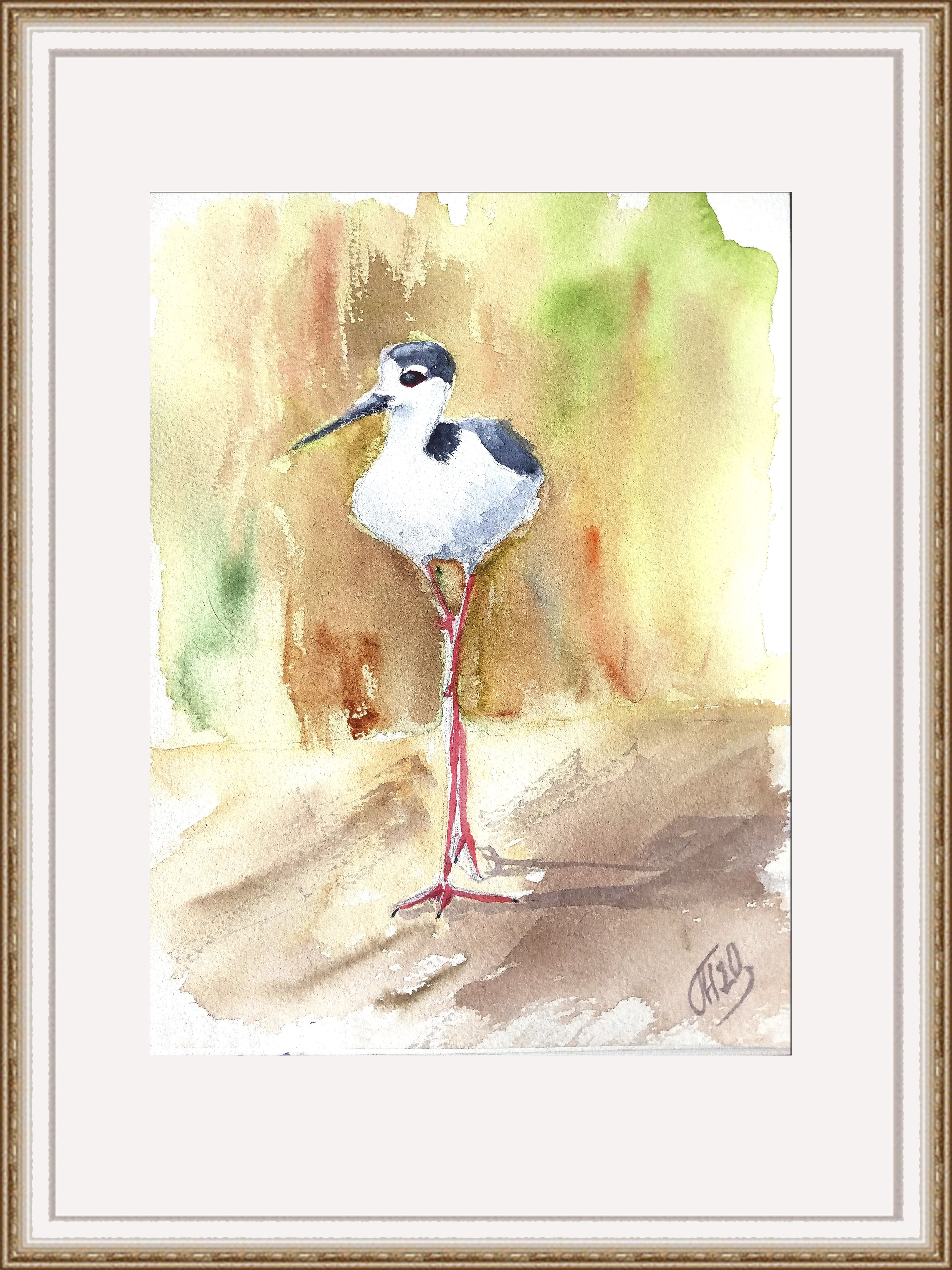 American stilt