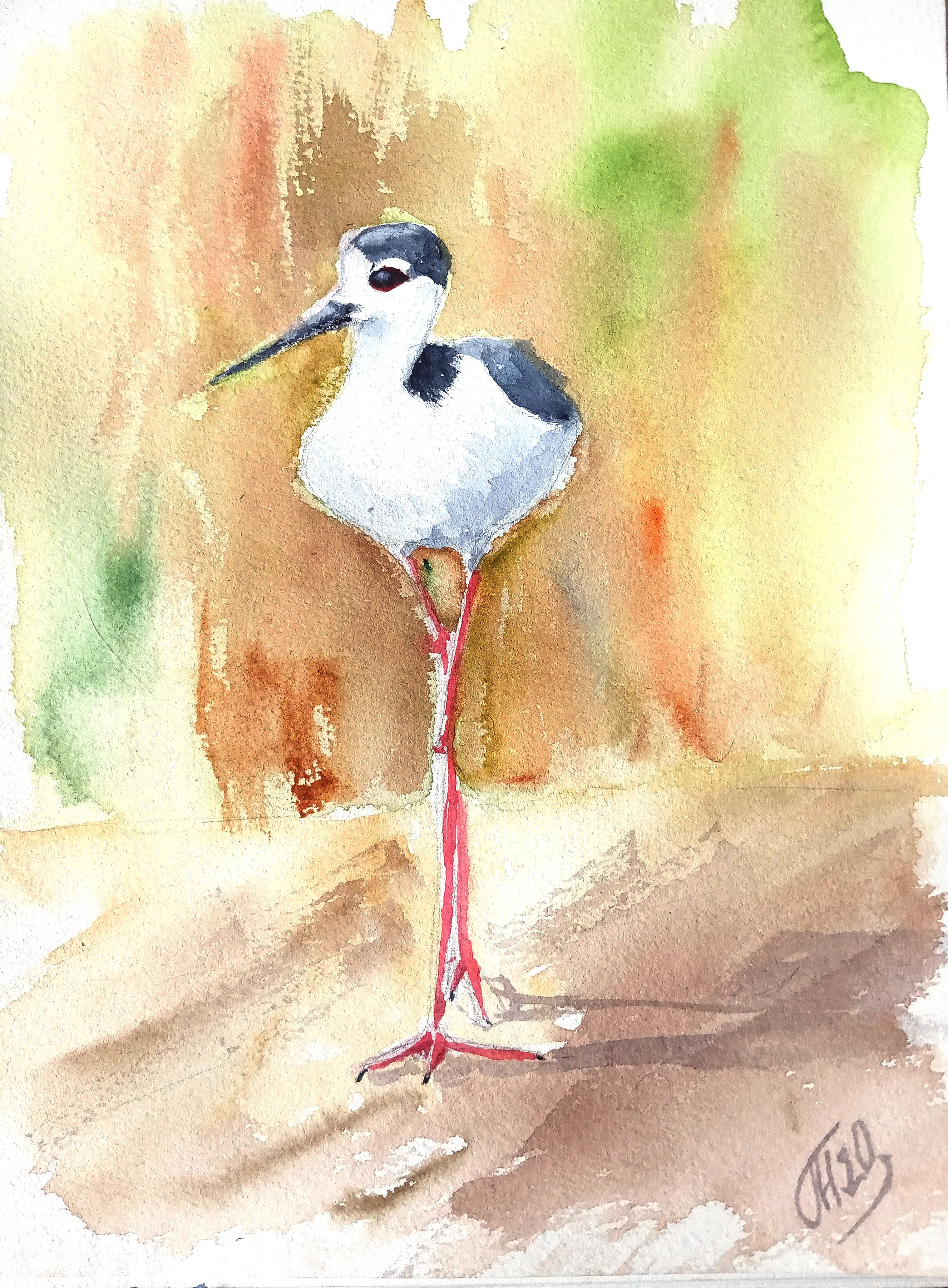 American stilt