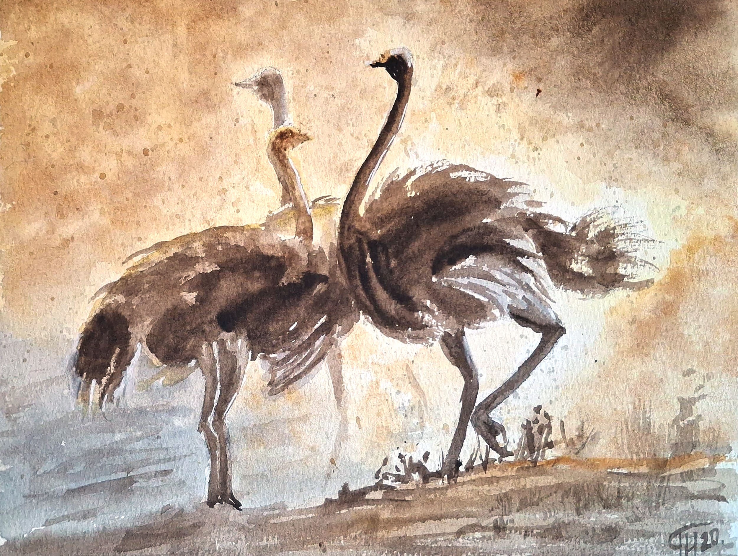 Ostrich dance