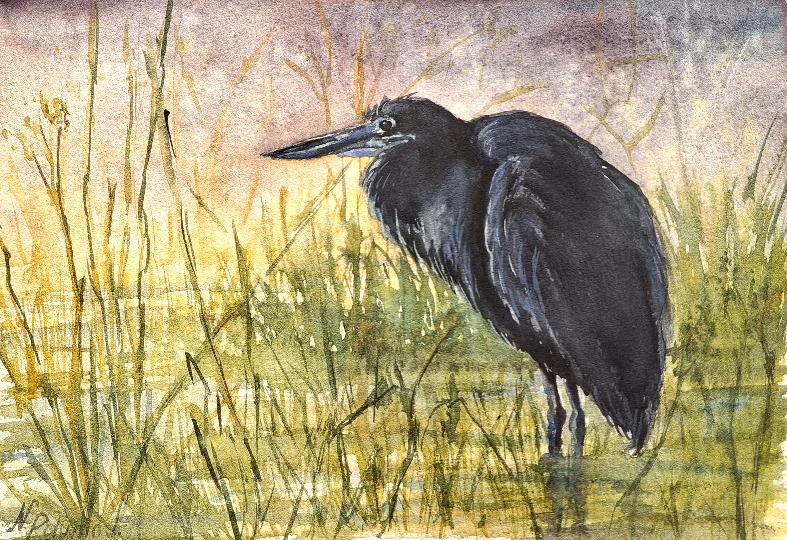 Black Heron