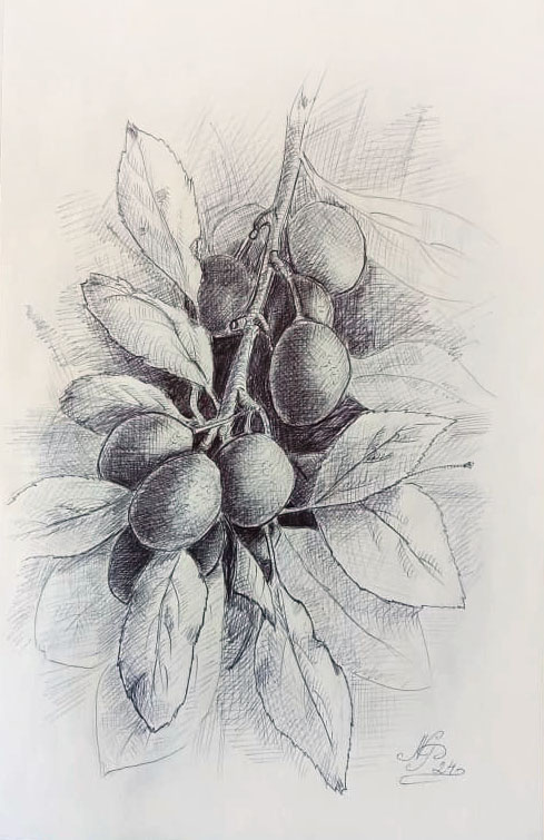 Branch of plums