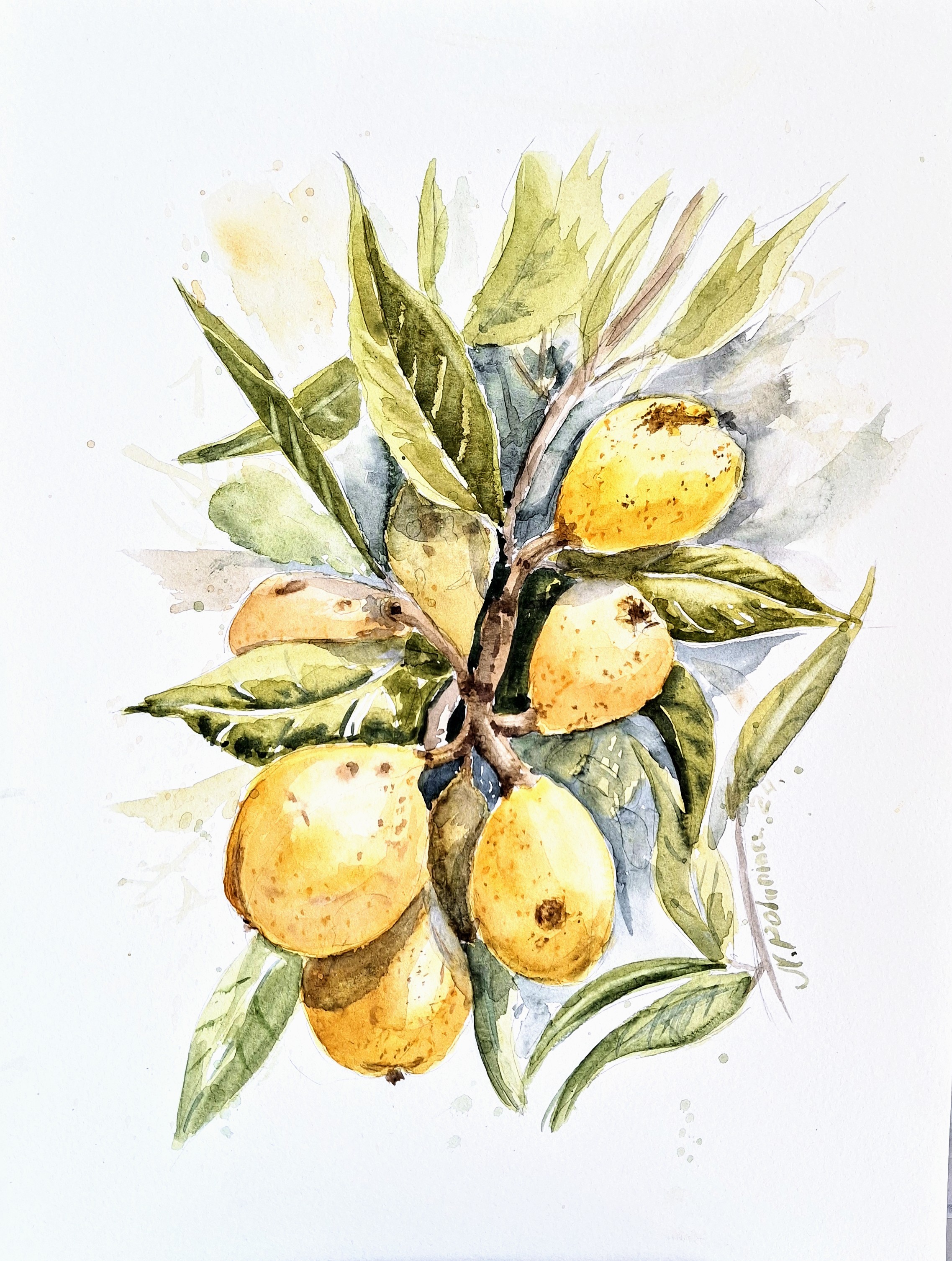 Medlar