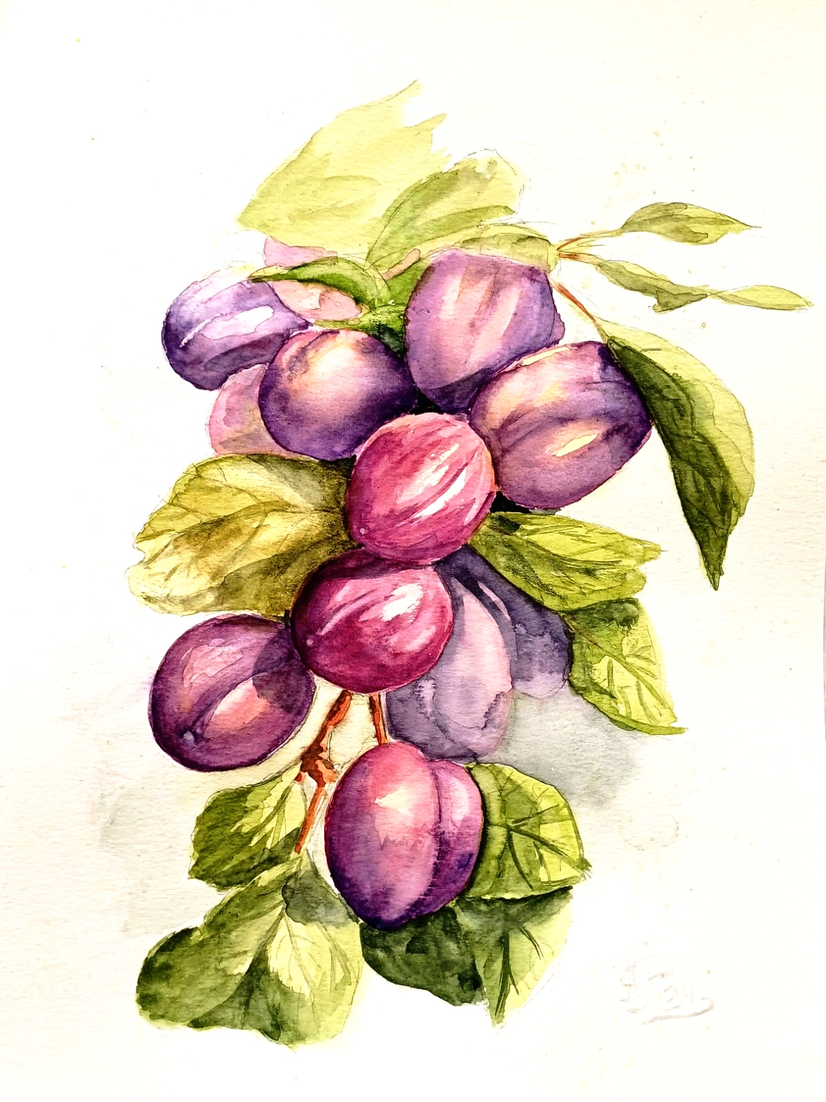 Plums on a branch, Red plum