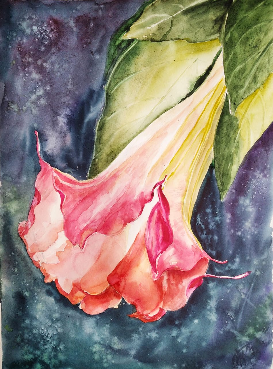Brugmansia, Angel trumpets