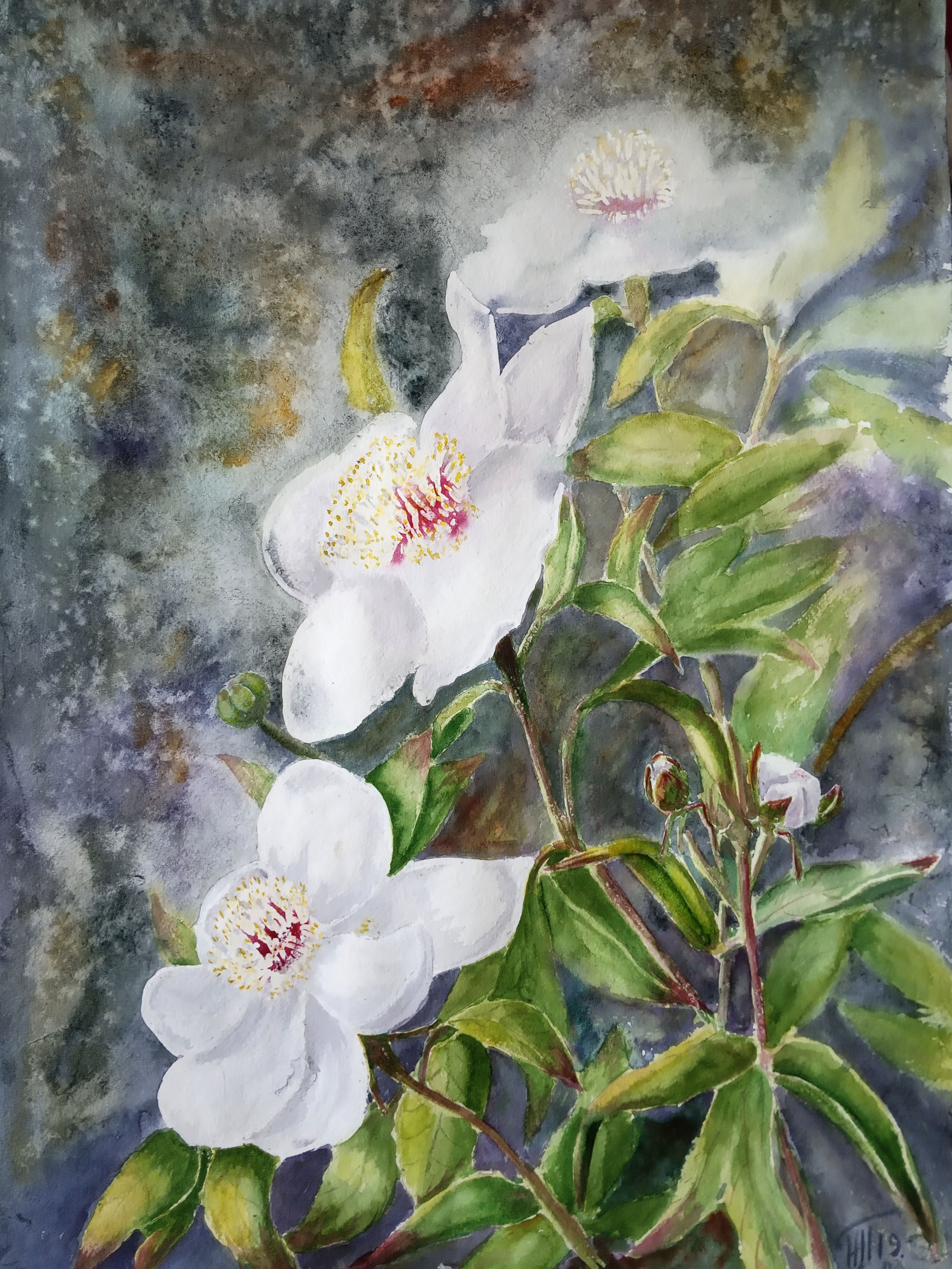 White Peonies